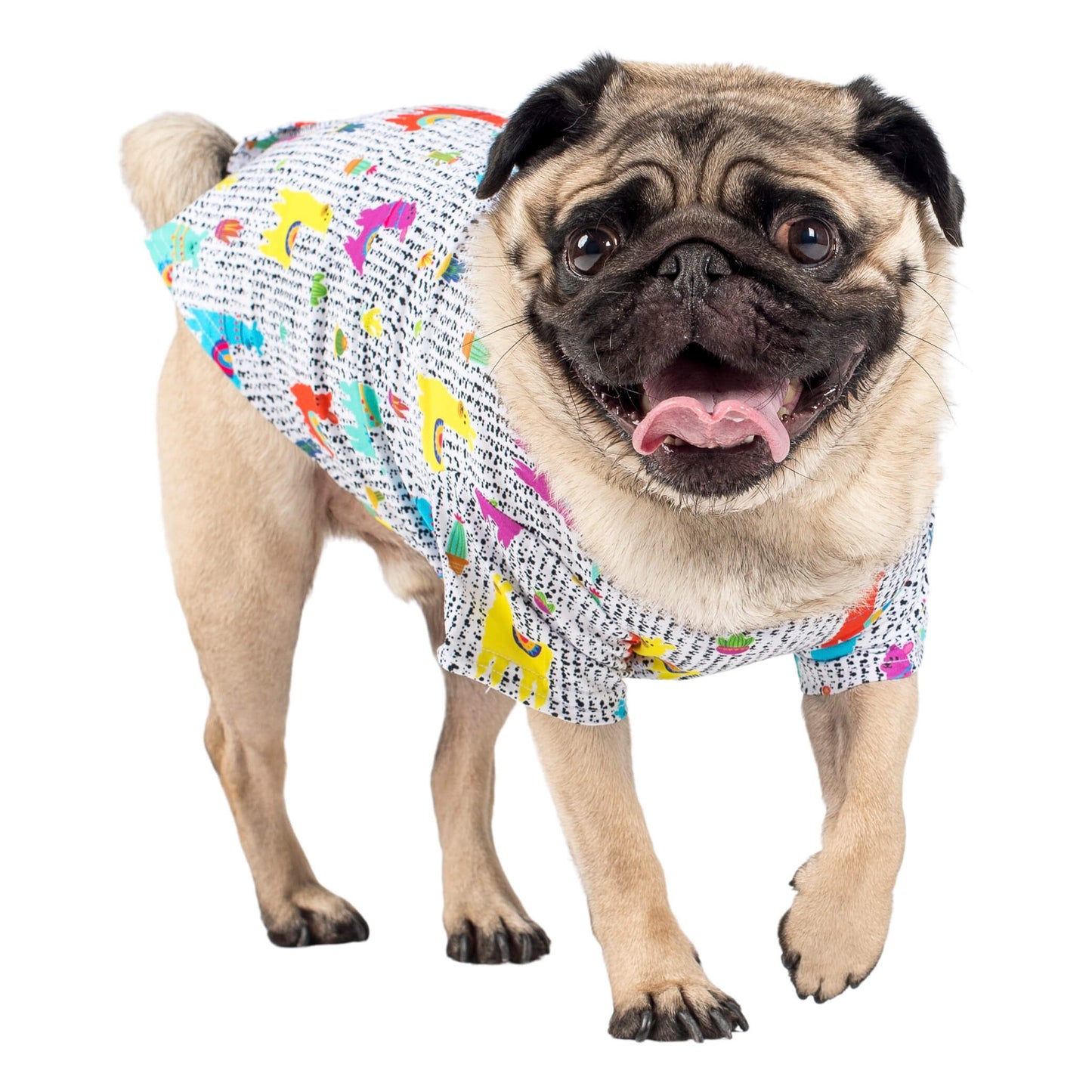 A pug wearing a Vibrant Hound No Probllama dog shirt.