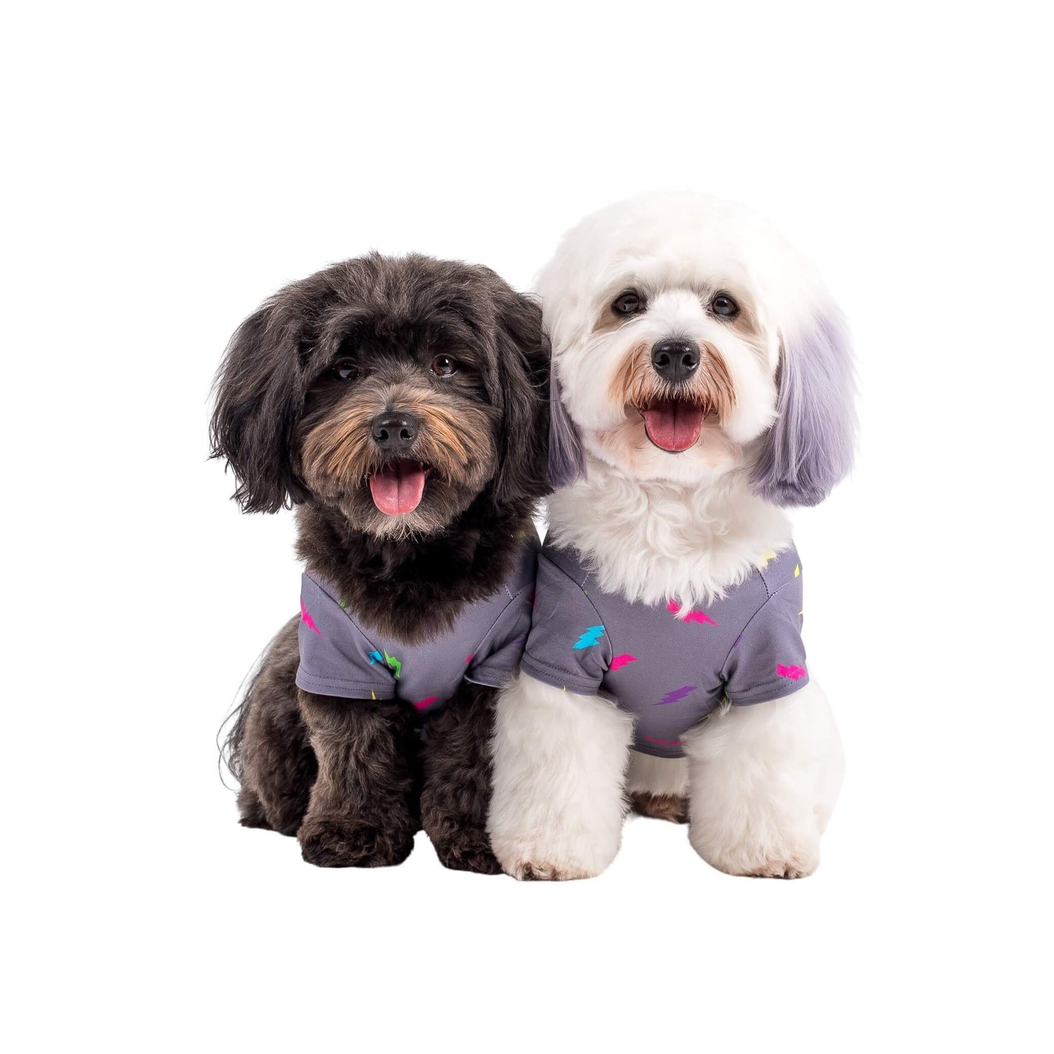 Two cavoodles wearing Vibrant Hound's Electric Energy dog shirts. The shirts are grey with bright multi coloured lightninmg bolts.
