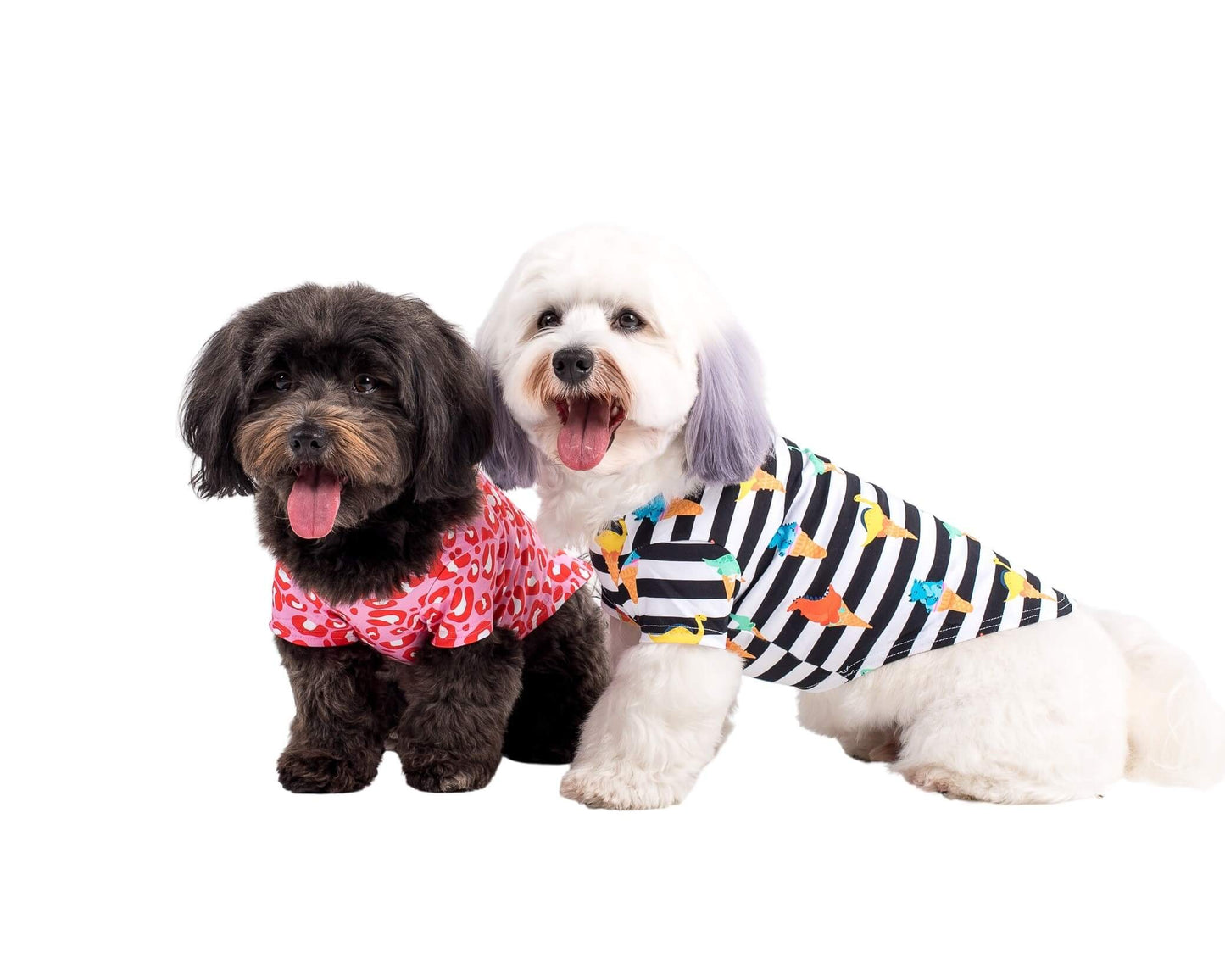 Two cavoodles wearing a dinomite dog shirt made by Vibrant Hound.