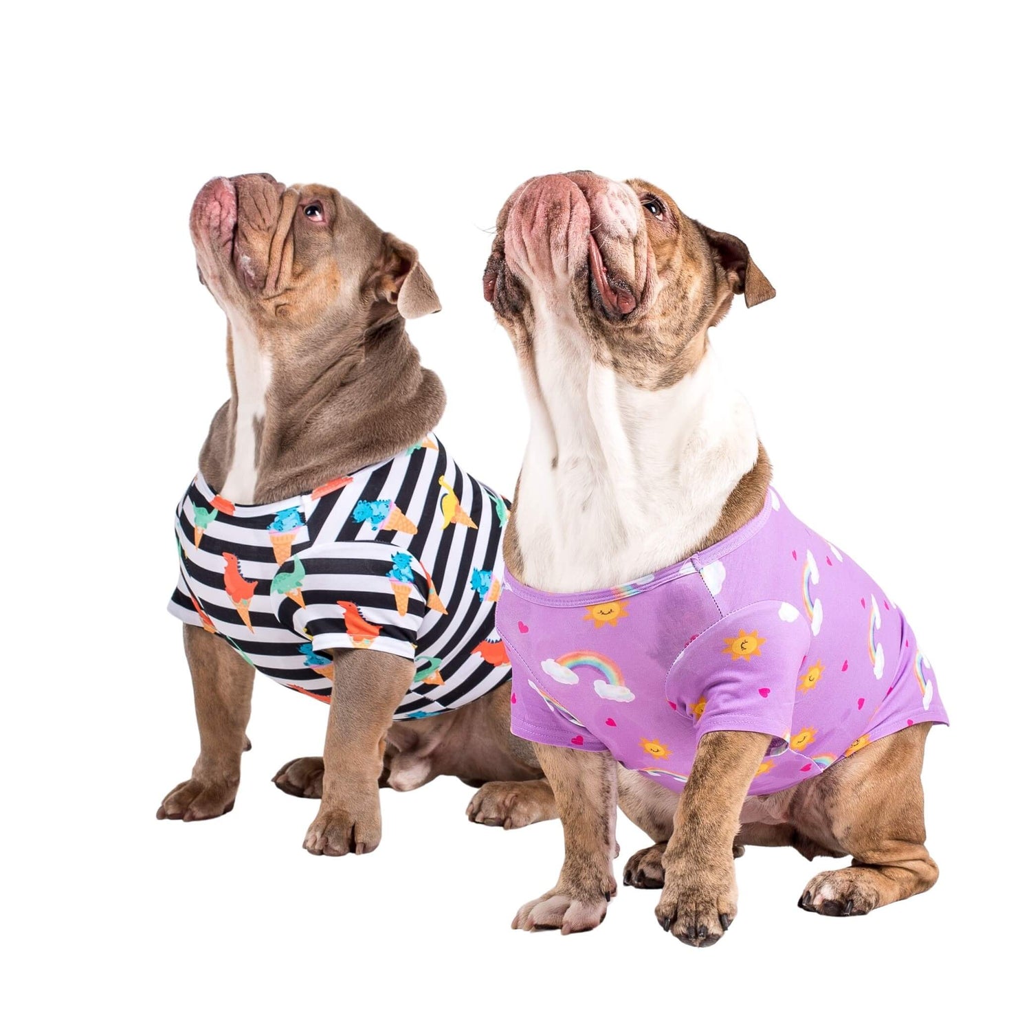 Two English Bulldogs wearing Vibrant Hound's Chasing Rainbow dog pyjama. The dog shirt is purple with rainbows, bright suns, and love hearts printed on it.