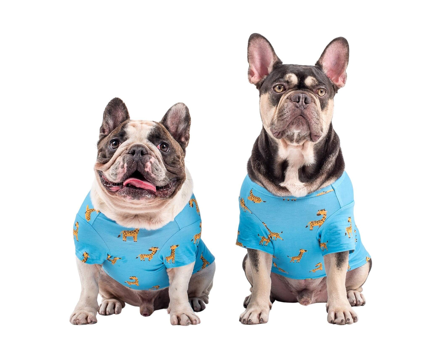 Two French Bulldogs wearing Gerald the Giraffe dog pyjamas made by Vibrant Hound. The dog pyjamas are blue, with girrafes printed on them.