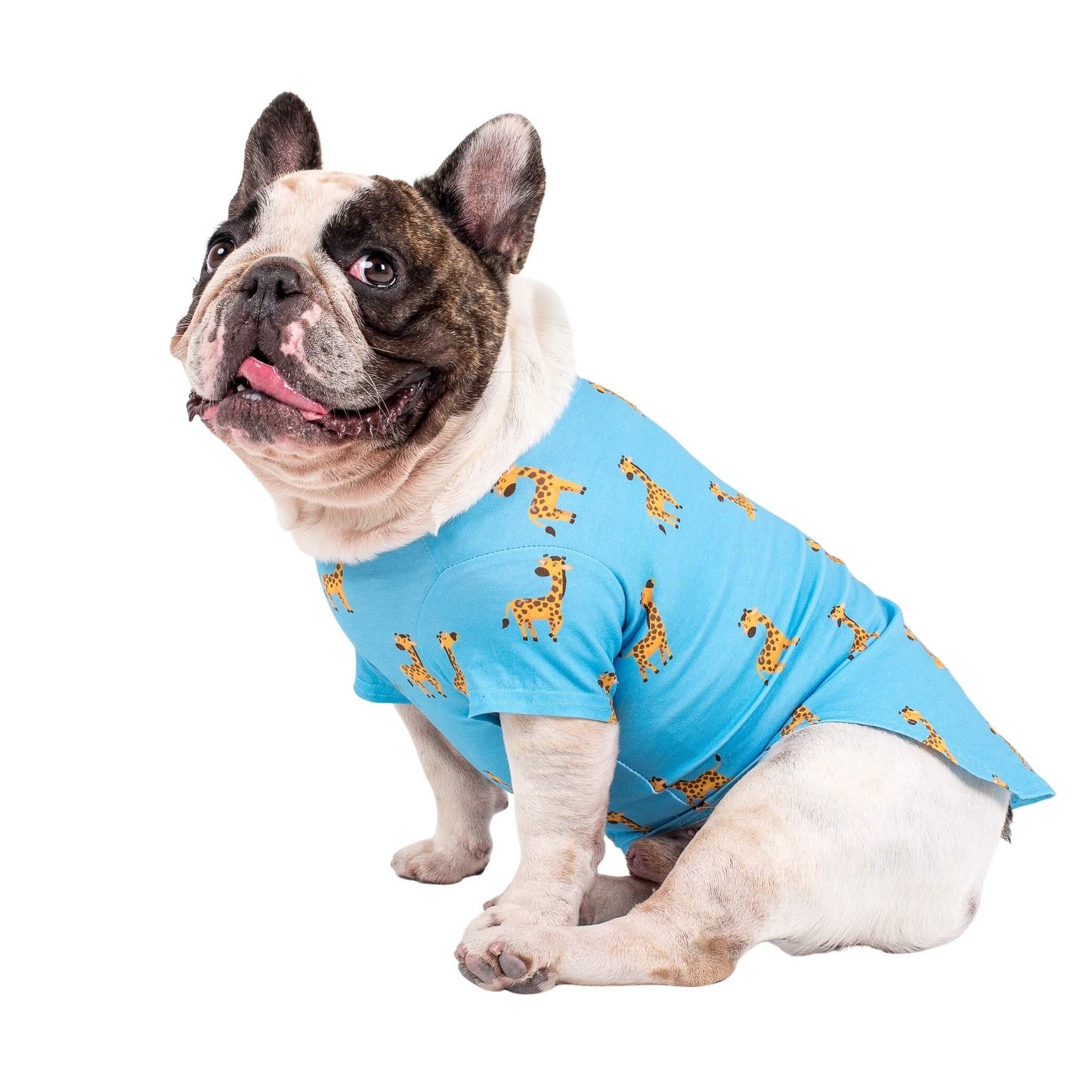 Chester the French Bulldog wearing Gerald the Giraffe dog pyjamas made by Vibrant Hound. The dog pyjamas are blue, with girrafes printed on them.