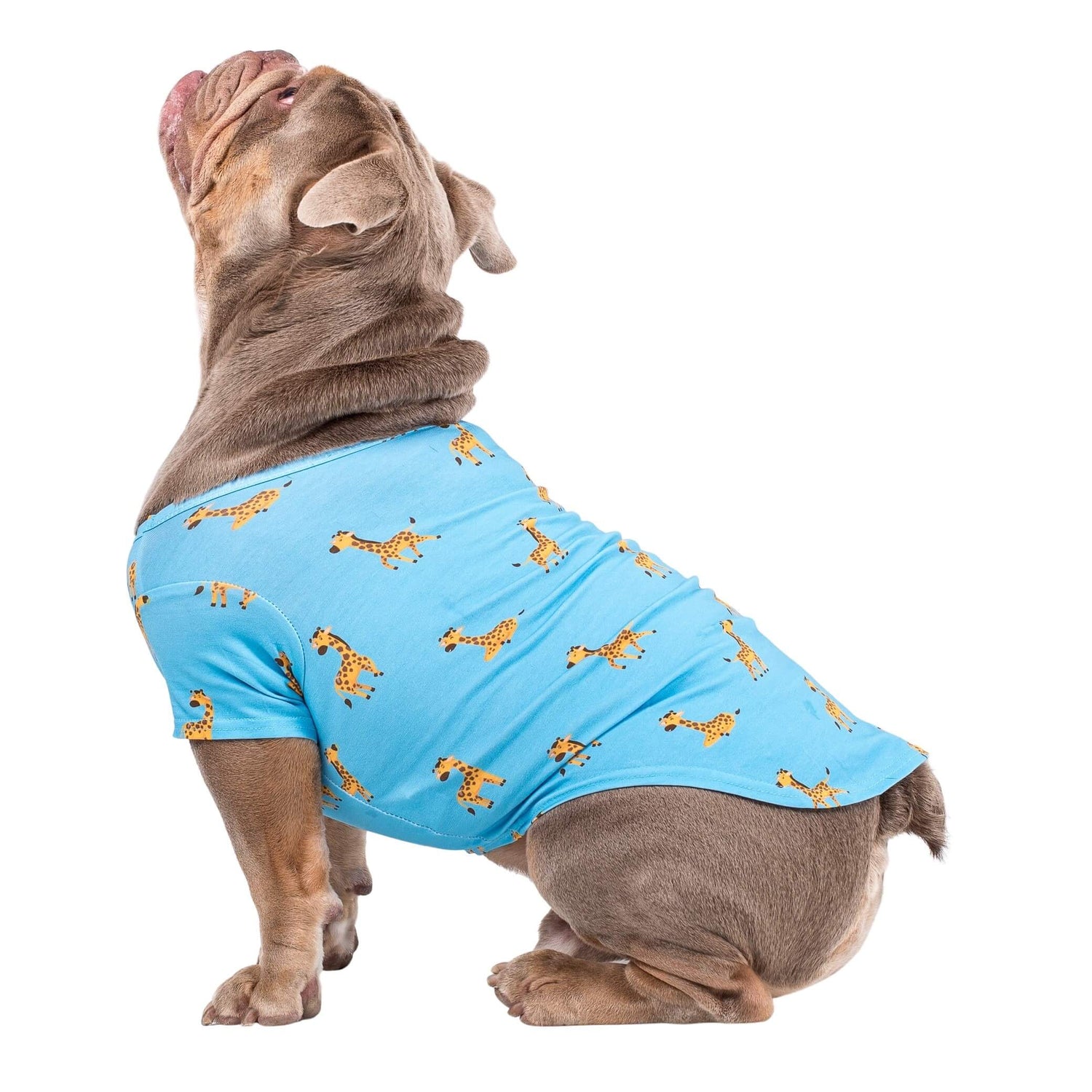 An English bulldog standing side on. He is wearing Gerald the Giraffe dog pyjamas made by Vibrant Hound. The dog pyjamas are blue, with girrafes printed on them.