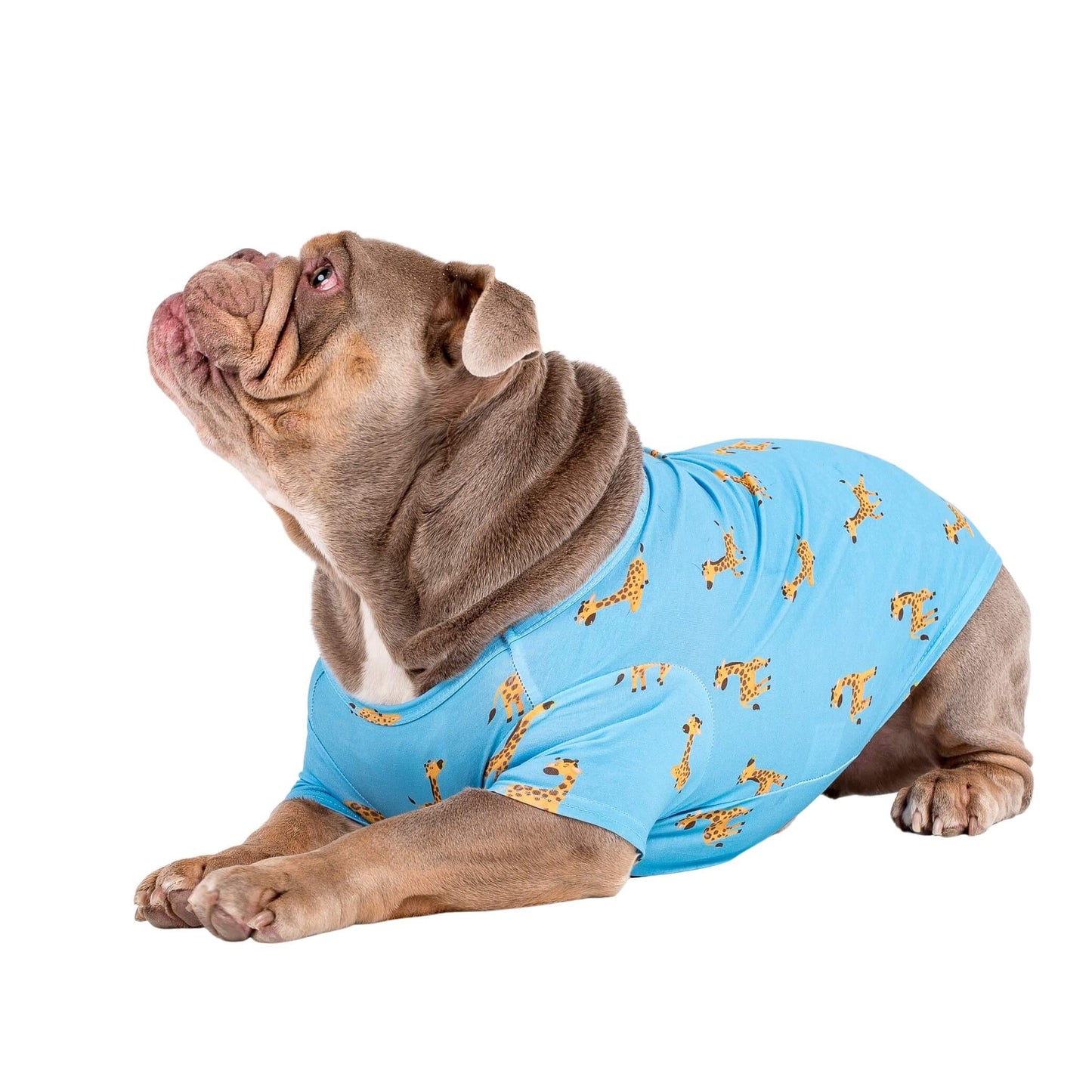 An English bulldog laying down wearing Gerald the Giraffe dog pyjamas made by Vibrant Hound. The dog pyjamas are blue, with girrafes printed on them.