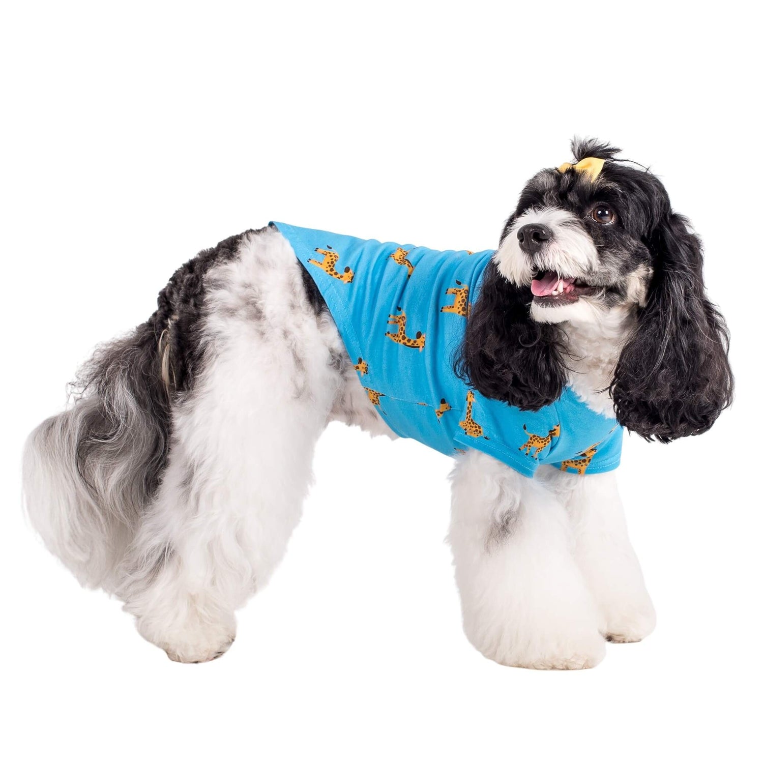 Rosie the cavoodle wearing Gerald the Giraffe dog pyjamas made by Vibrant Hound. The dog pyjamas are blue, with girrafes printed on them.