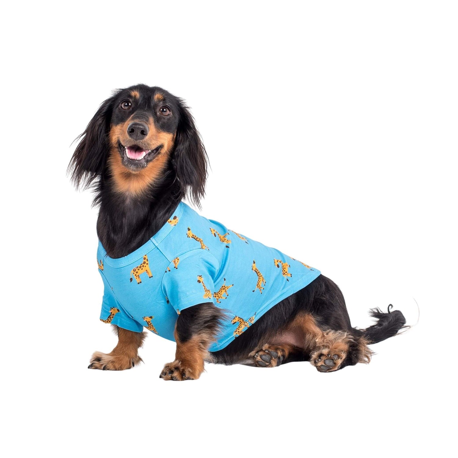 Ellie the Dachshund wearing Gerald the Giraffe dog pyjamas made by Vibrant Hound. The dog pyjamas are blue, with girrafes printed on them.