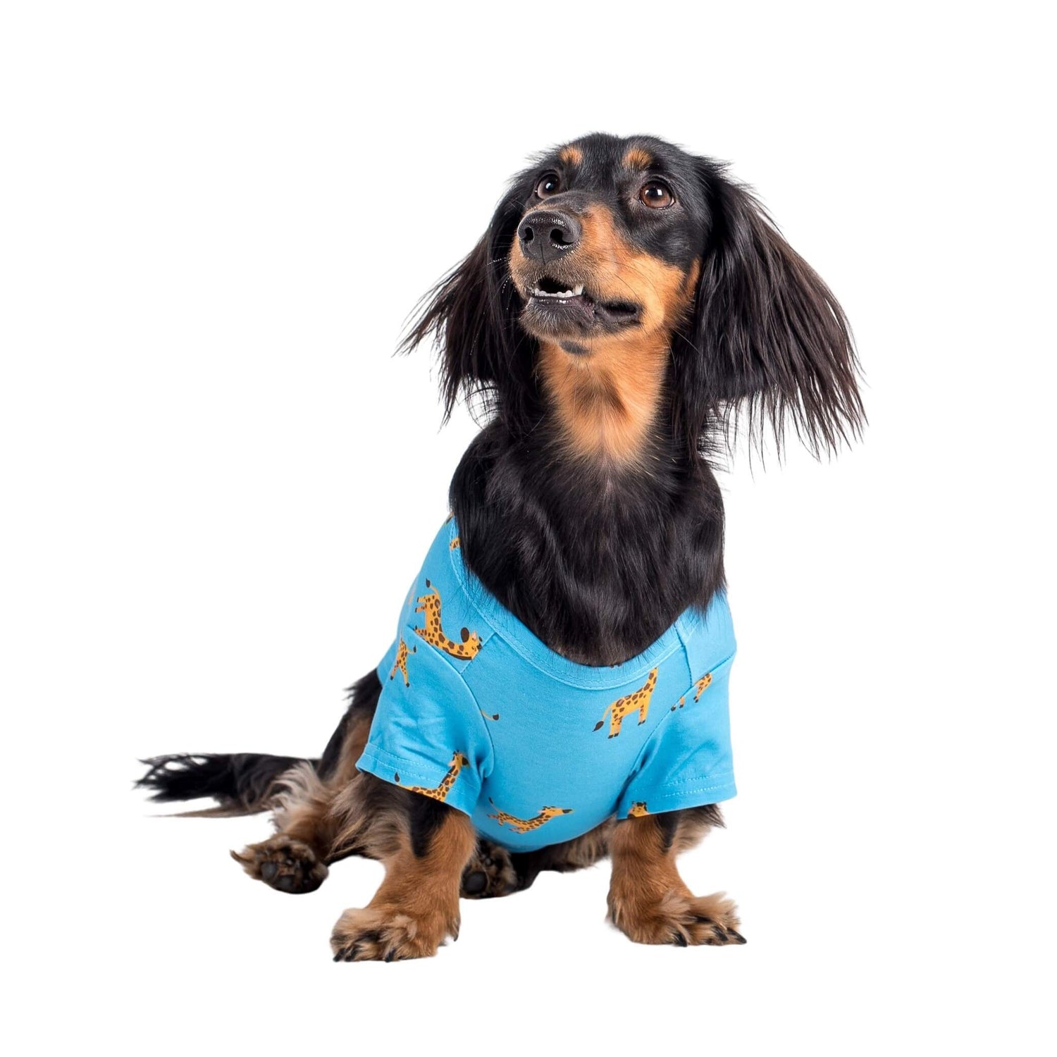 Ellie the Dachshund wearing Gerald the Giraffe dog pyjamas made by Vibrant Hound. The dog pyjamas are blue, with girrafes printed on them.