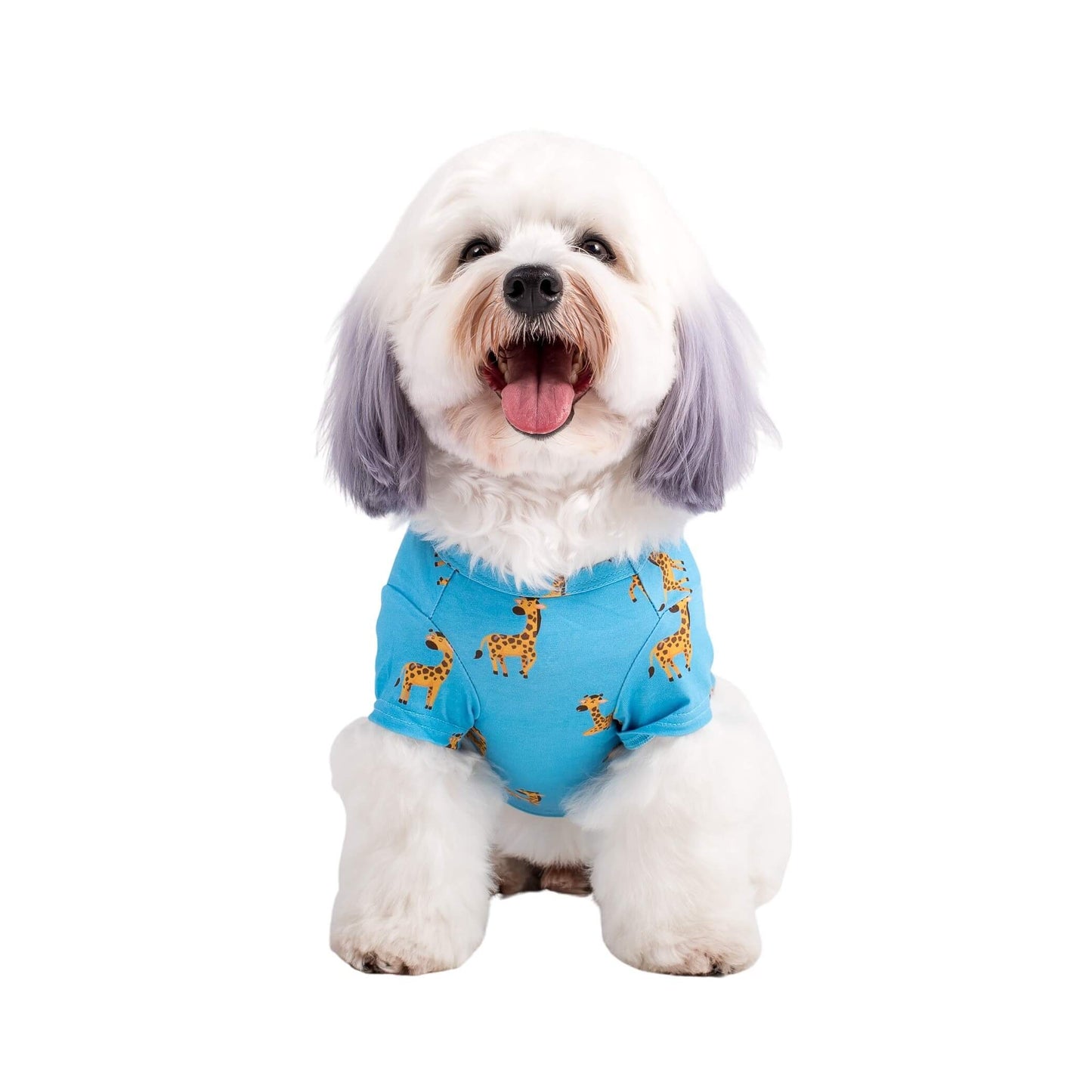 A cavoodle wearing Gerald the Giraffe dog pyjamas made by Vibrant Hound. The dog pyjamas are blue, with girrafes printed on them.