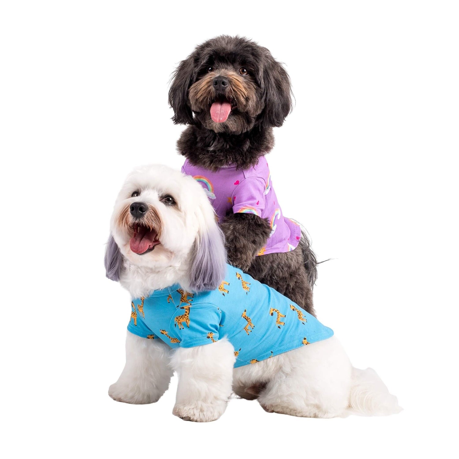 Two cavoodles wearing Gerald the Giraffe dog pyjamas made by Vibrant Hound. The dog pyjamas are blue, with girrafes printed on them.