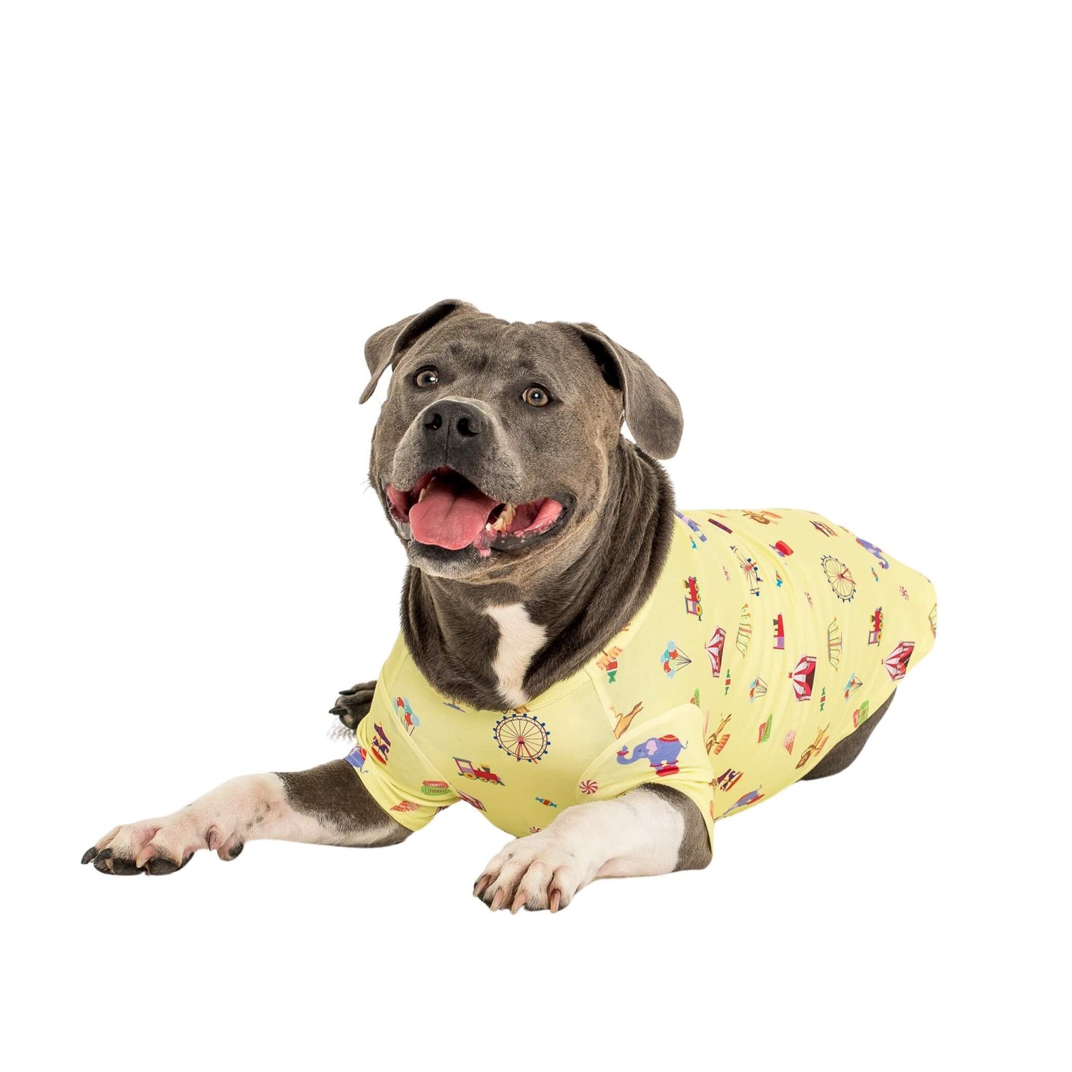 Luger the Staffy laying down wearing a Vibrant Hound Admit one dog shirt. It has carnival theme printed on the dog clothing.