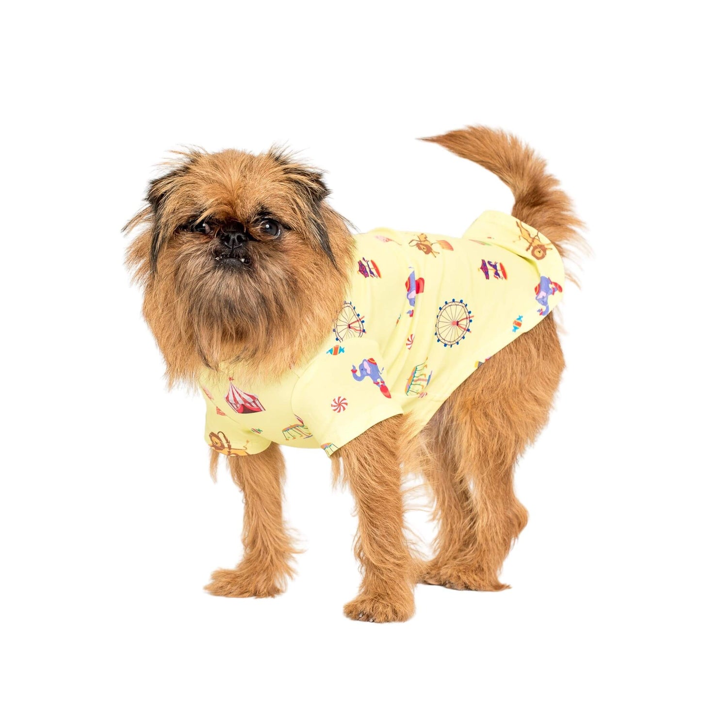 Gromit the Griffon standing side on wearing Vibrant Hound dog pyjamas.