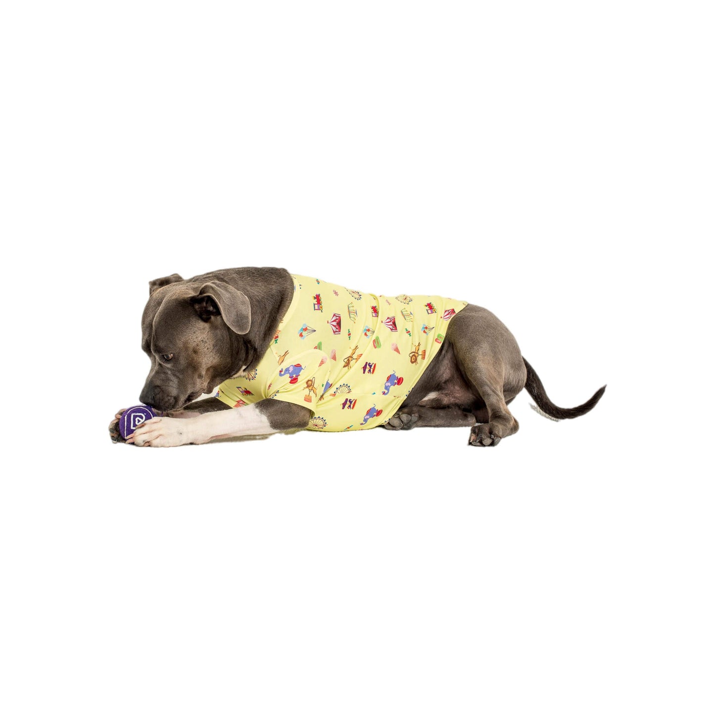 American Staffy laying down wearing Admit one dog shirt 