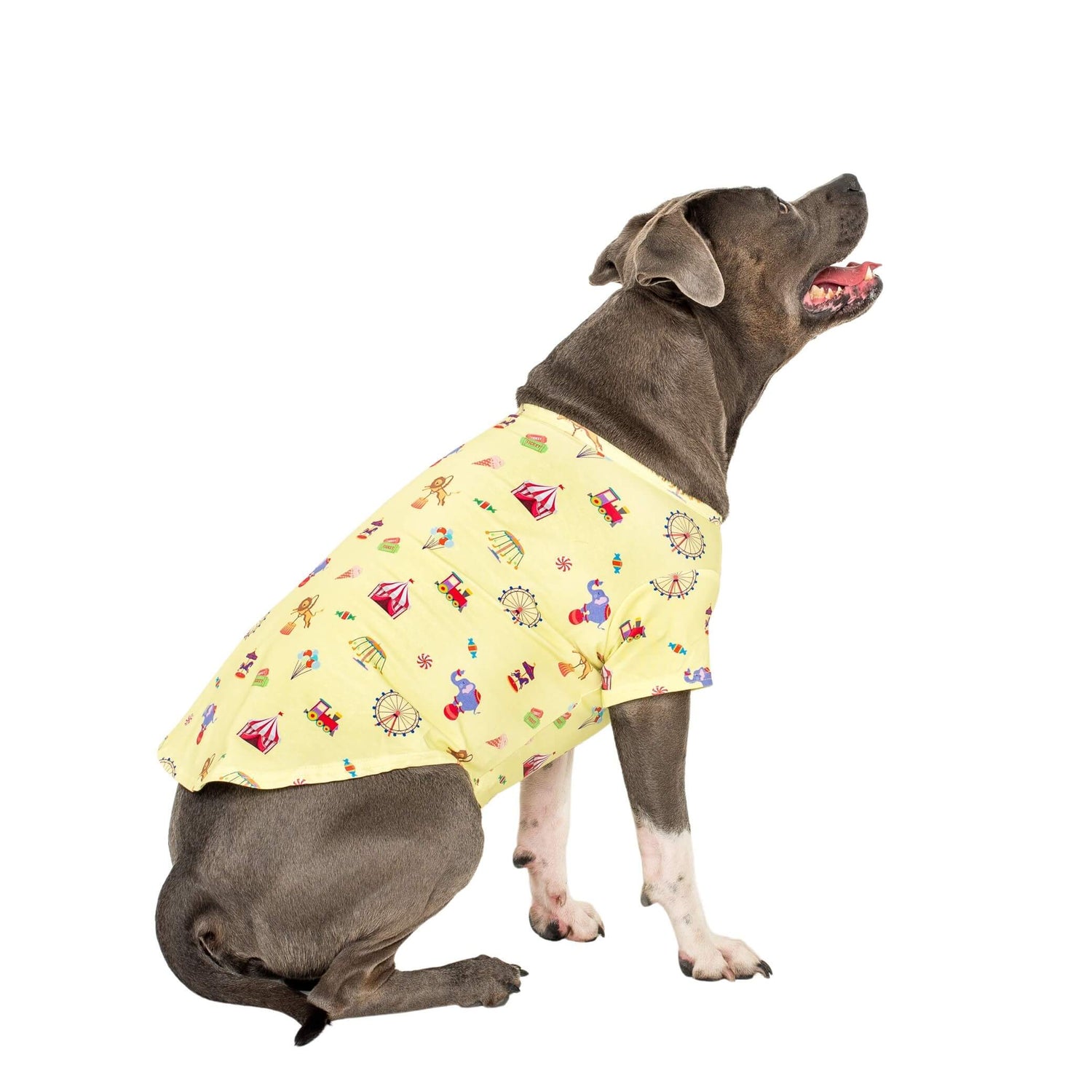 An American Staffy wearing Vibrant Hound Admit one dog shirt. The dog shirt is carnival themed.