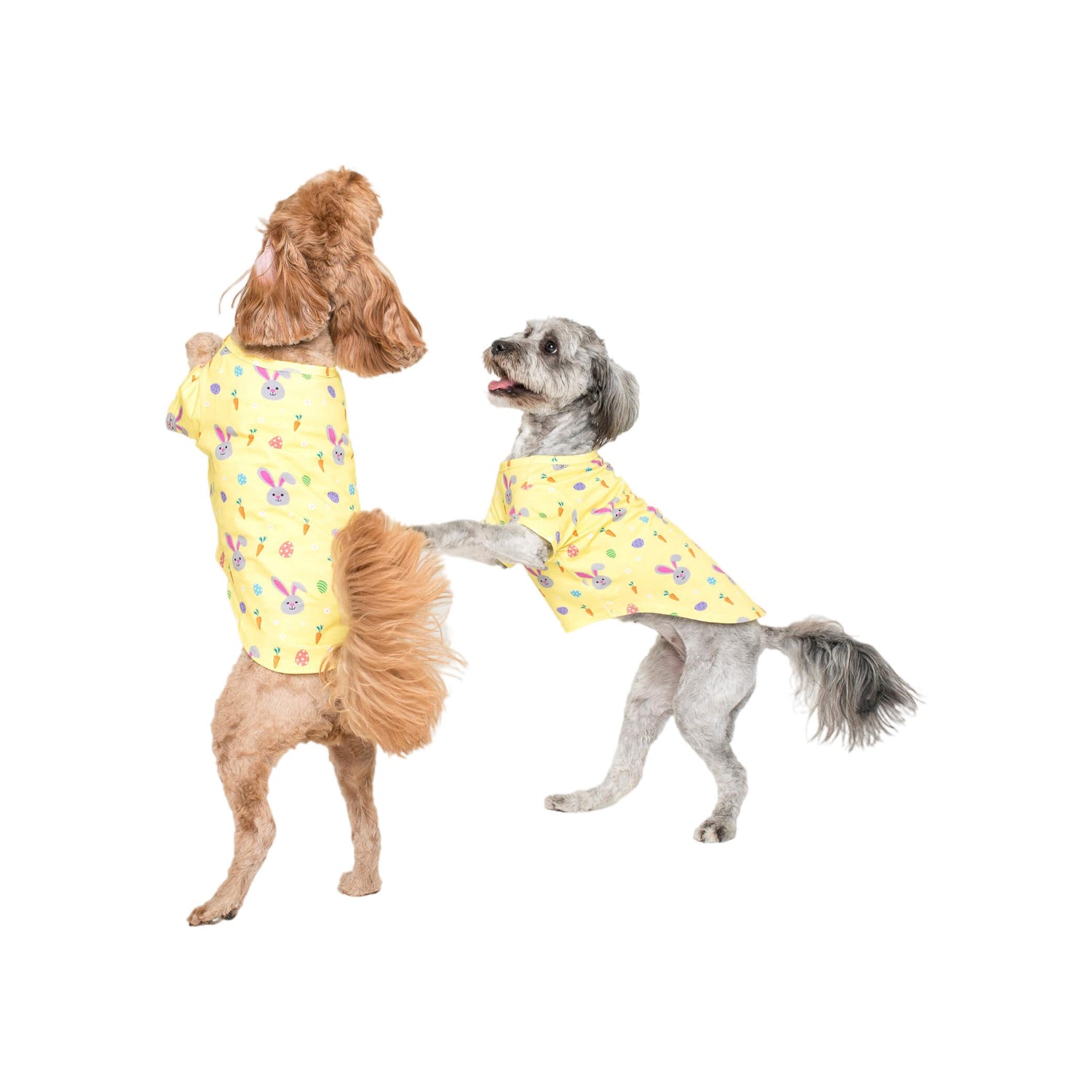 Two Cavoodles Standing on hind legs wearing Vibrant Hound Easter dog  pyjamas