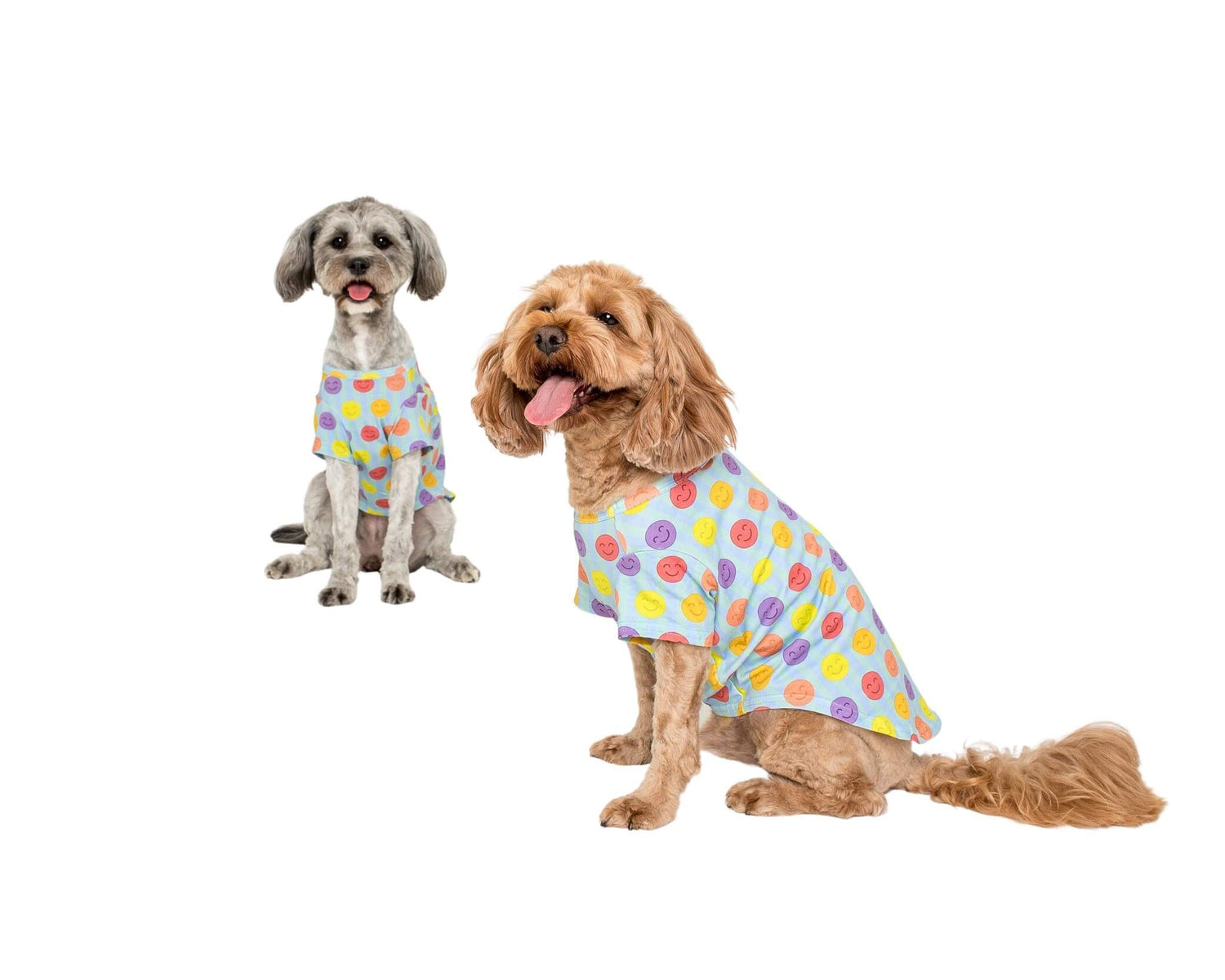Two Cavoodles wearing a Vibrant Hound good vibes dog shirt. The shirt is light blue with bright multi coloured smiley faces.