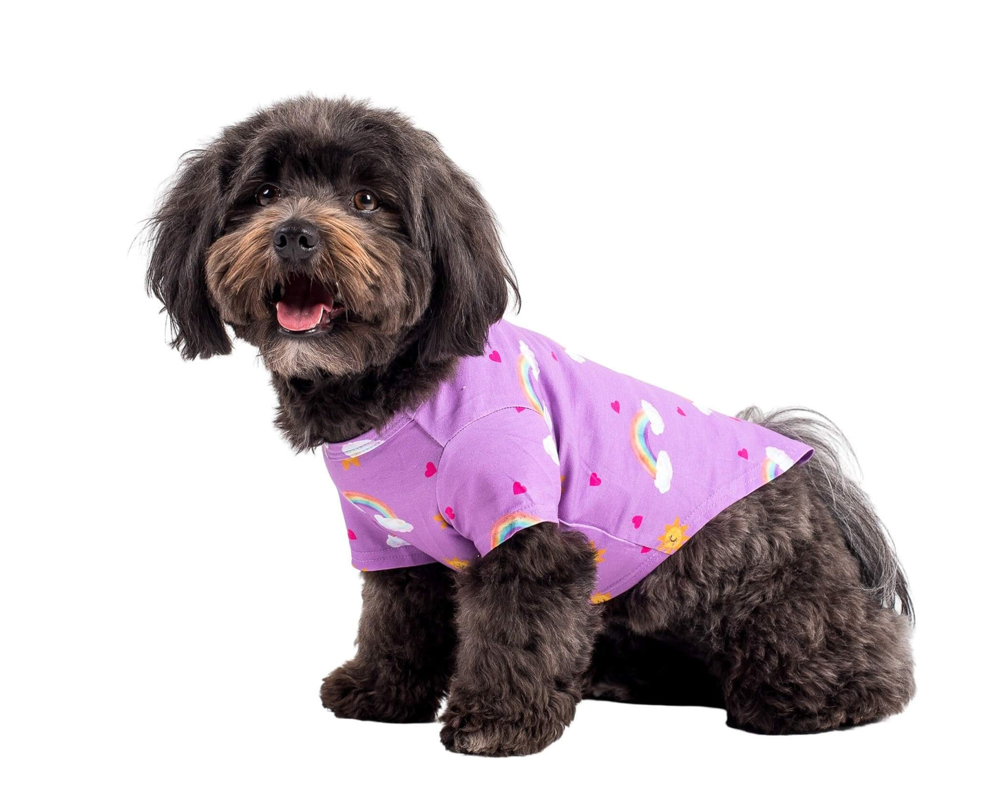 A Havanese dog standing side on to the camera wearing Vibrant Hound's Chasing Rainbow dog shirt. The dog shirt is purple with rainbows, bright suns, and love hearts printed on it.