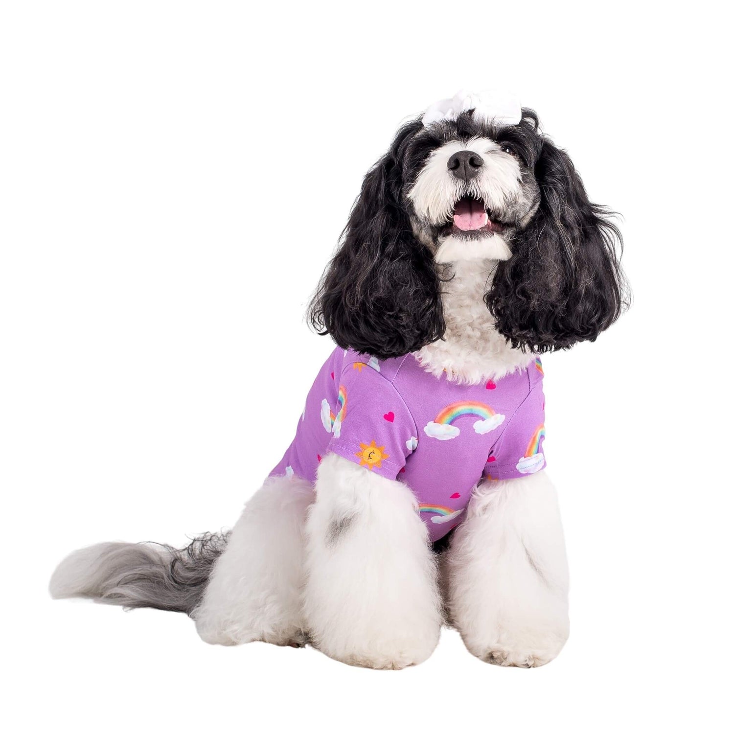 A black and white Cavoodle wearing Vibrant Hound's Chasing Rainbow dog pyjama. These dog PJs are purple with rainbows, bright suns, and love hearts printed on it.