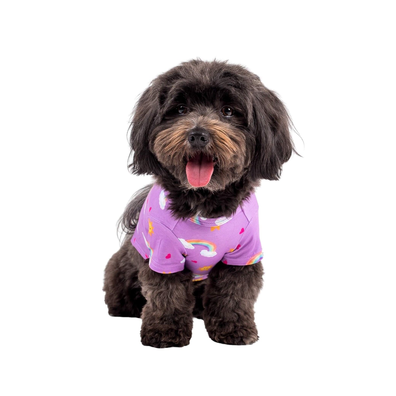 Close up of a brown Havanese dog wearing Vibrant Hound's Chasing Rainbow pyjamas for dogs. These PJs are purple with rainbows, bright suns, and love hearts printed on it.