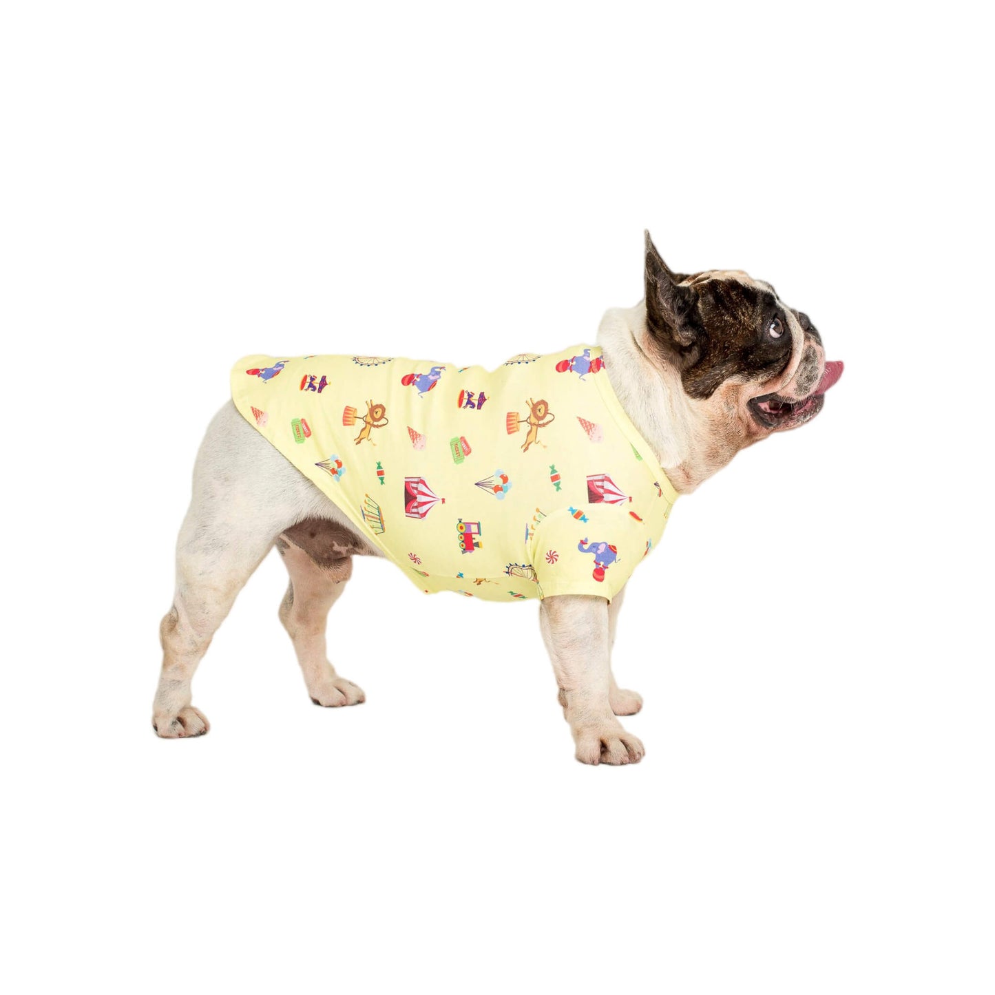 Chester the French Bulldog lstanding up side on wearing a Vibrant Hound Admit one dog shirt. It has carnival theme printed on the dog clothing.