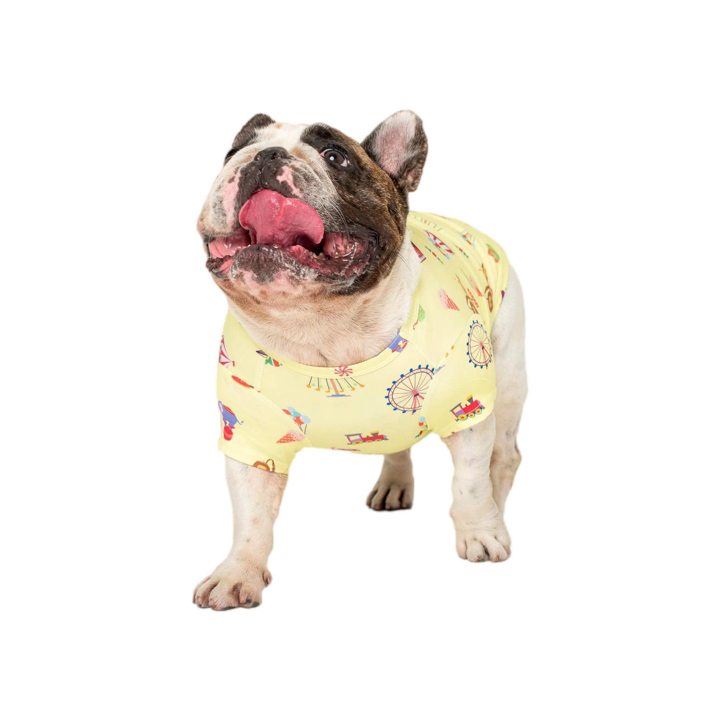Chester the French Bulldog standing front on wearing a Vibrant Hound Admit one dog shirt. It has carnival theme printed on the dog clothing.