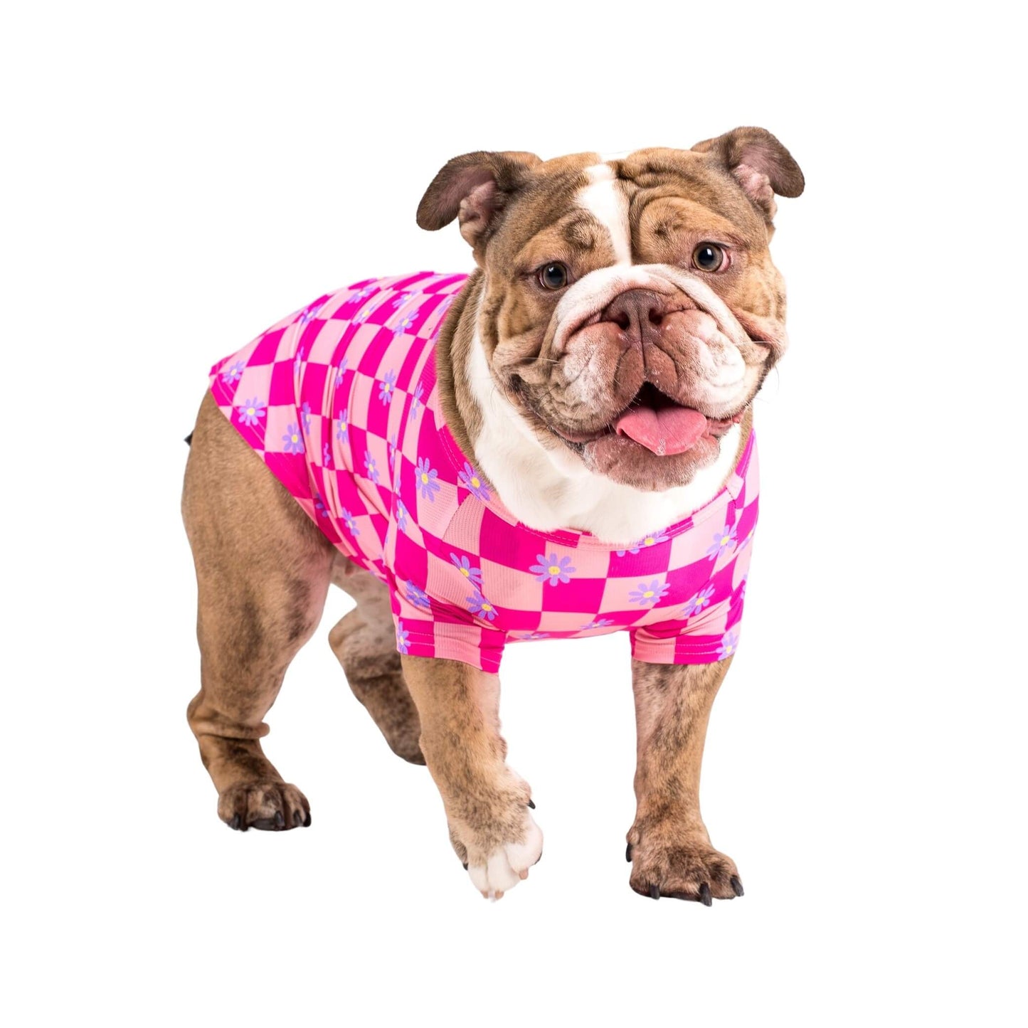 Brown and white English Bulldog staring at the camera. The English Bulldogh is wearing a pink chequered cooling shirt for dogs.