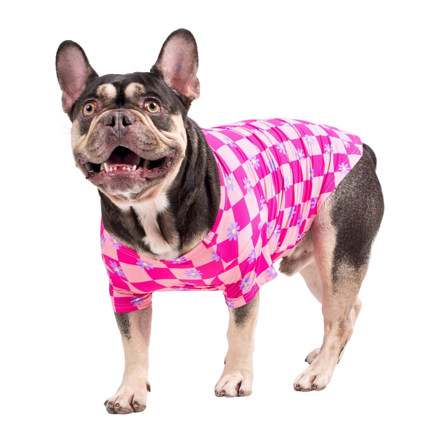 French bulldog wearing Vibrant Hounds Crazy Daisy cooling shirt for dogs. It is pink chequered with daisys printed on it.