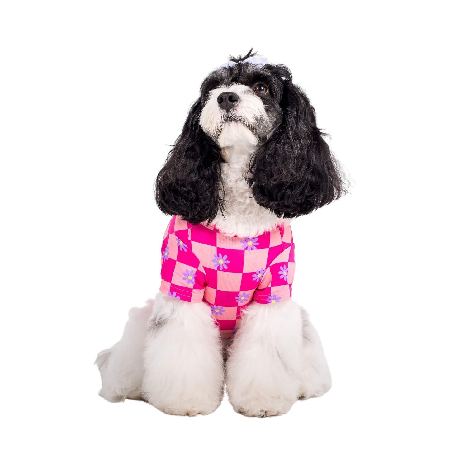 Cavoodle wearing Vibrant Hounds Crazy Daisy cooling shirt for dogs. It is pink chequered with daisys printed on it.