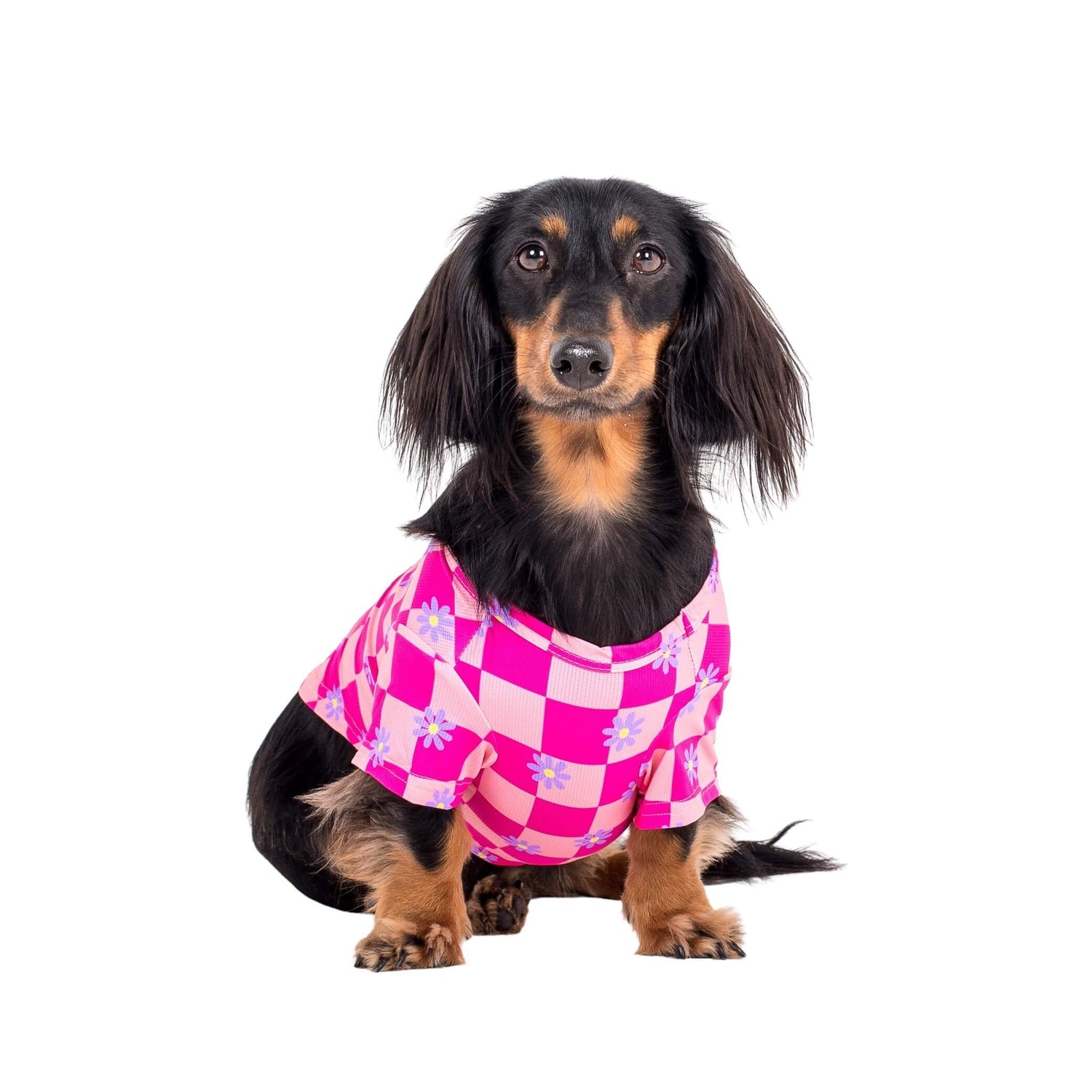 Daschund wearing Vibrant Hounds Crazy Daisy cooling shirt for dogs. It is pink chequered with daisys printed on it.