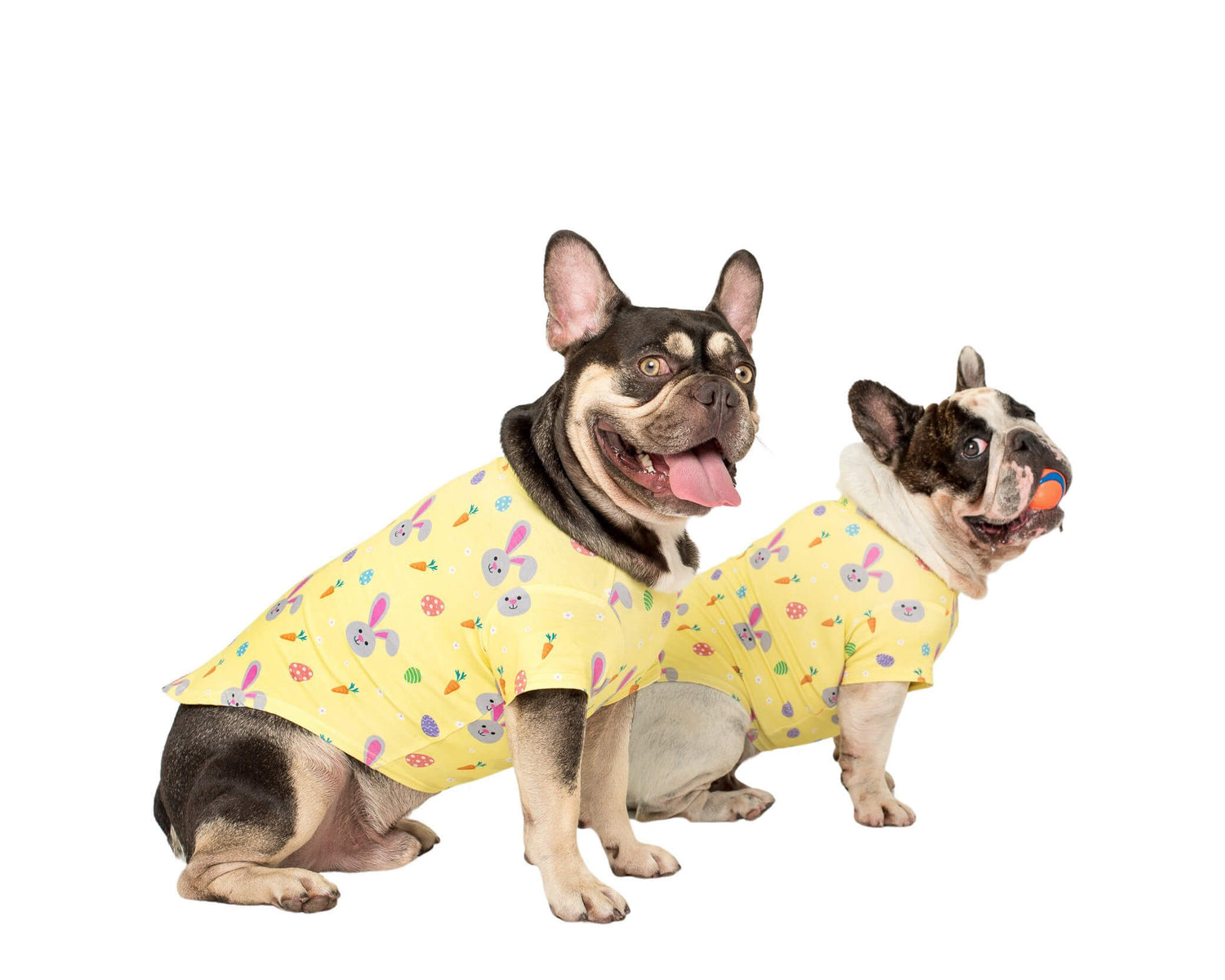 Two French bulldogs wearing a Vibrant Hound Easter Delight dog shirt. The dog shirt has bunnies and carrots on it.