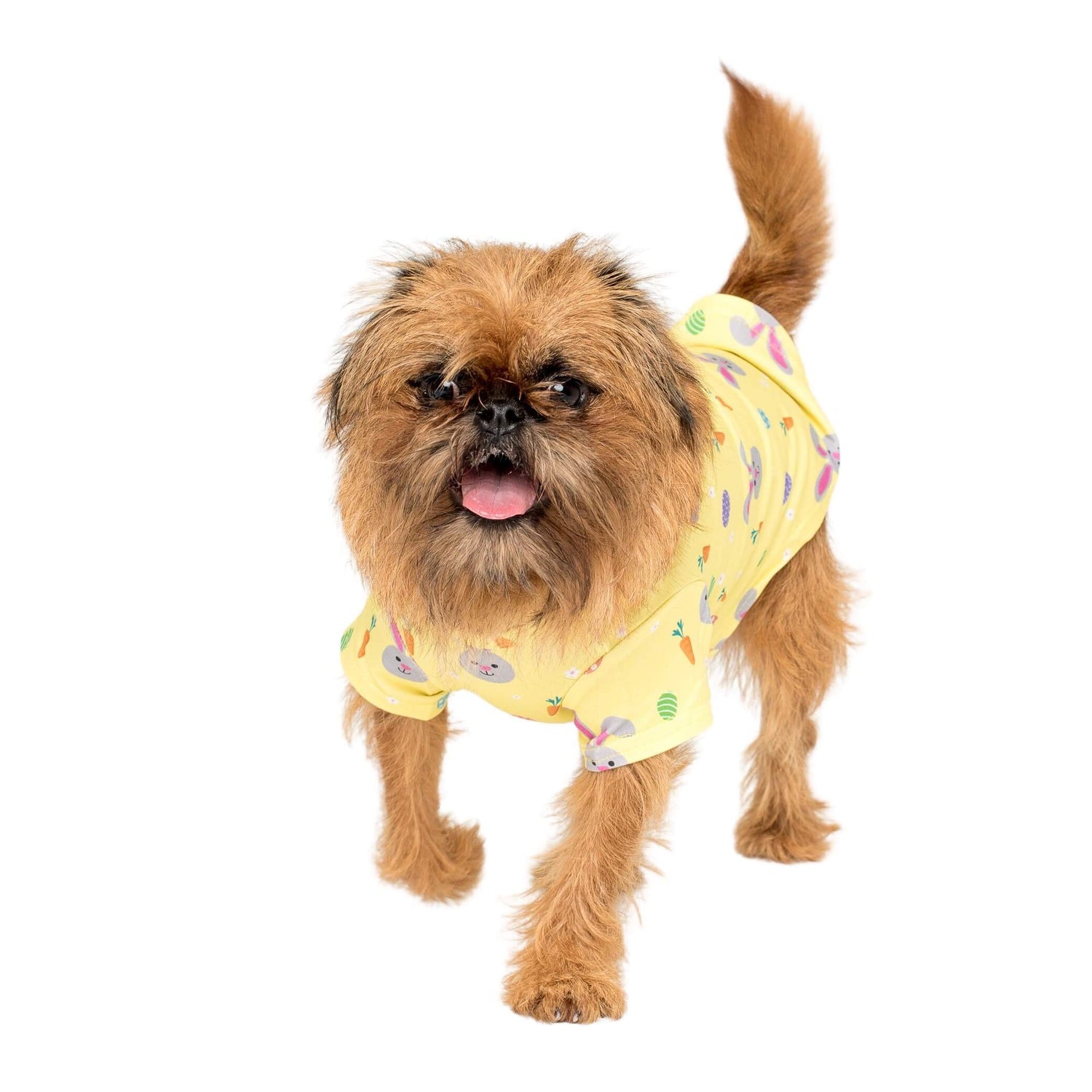 Griffon wearing Vibrant hound- Easter Dog shirt front on.