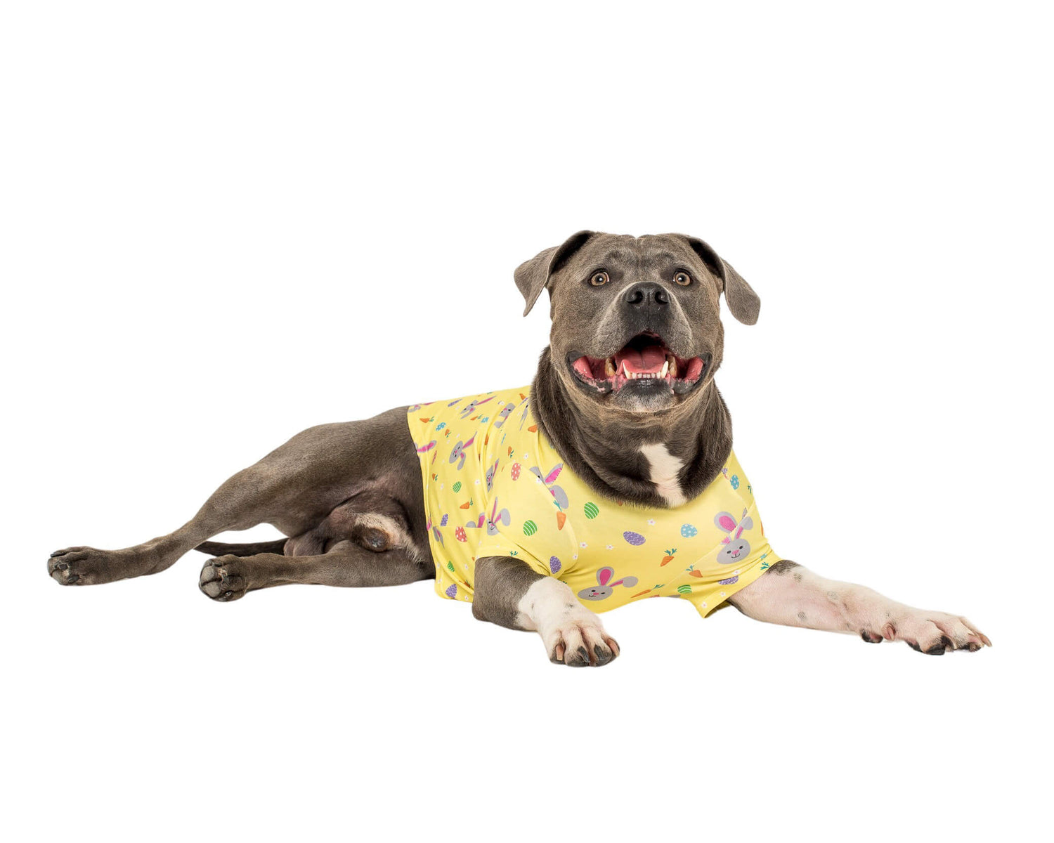 An American Staffy wearing a Vibrant Hound Easter Delight dog shirt.