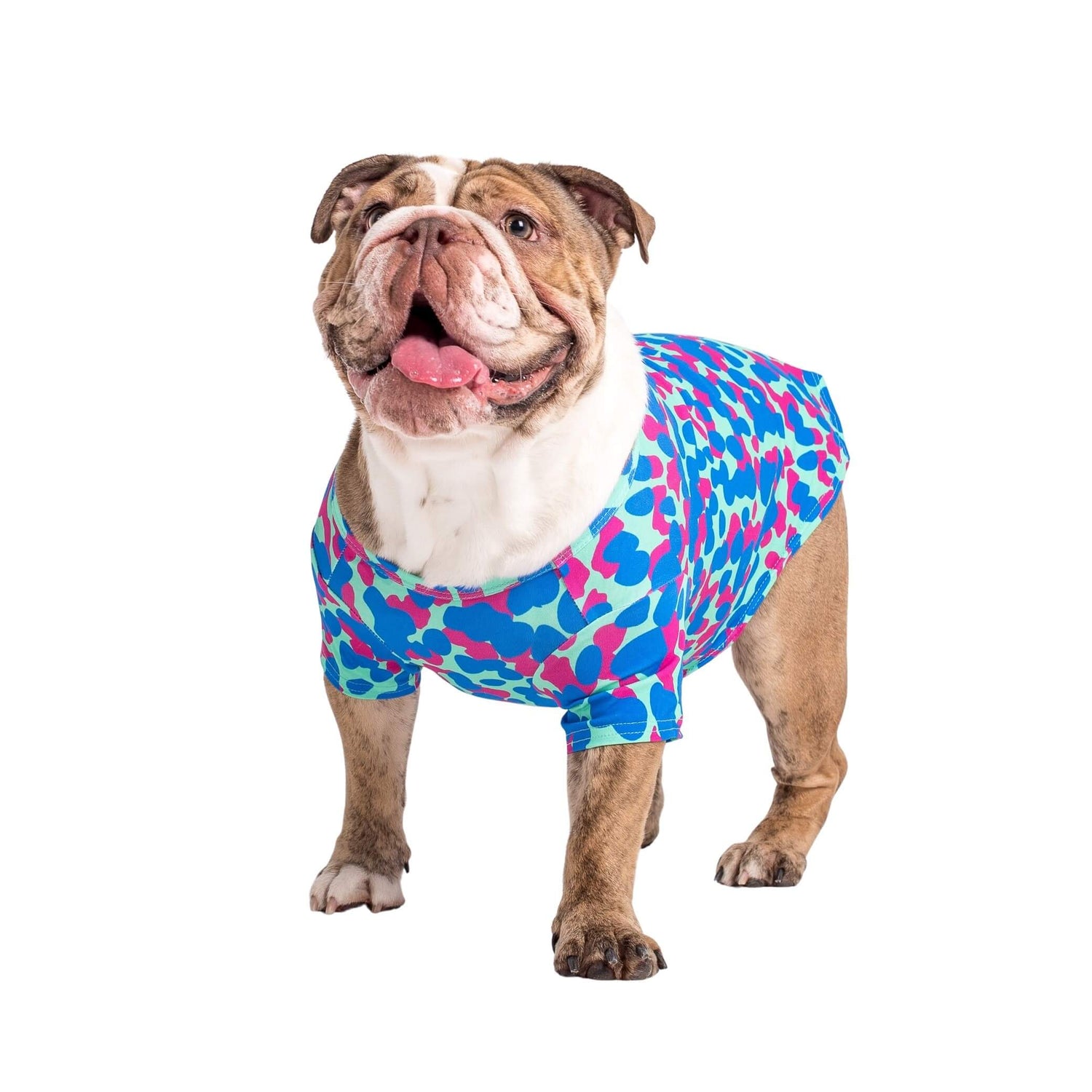An English Bulldog facing front on wearing a dog shirt made by Vibrant Hound. It is Pink and blue circular blobs,.