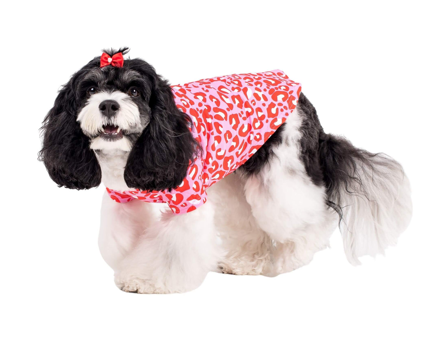 Rosie the Cavoodle wearing Vibrant Hounds Fierve in Pink dog shirt. The shirt is a red and pink leopard print.