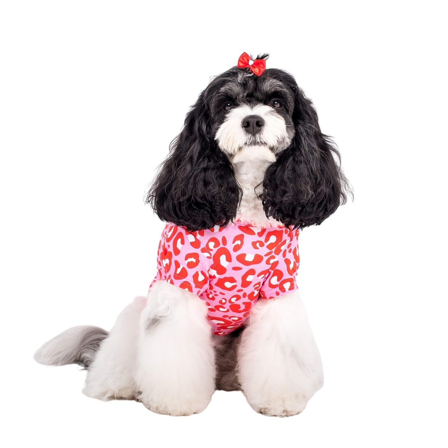 Rosie the Cavoodle wearing Vibrant Hounds Fierve in Pink dog shirt. The shirt is a red and pink leopard print.