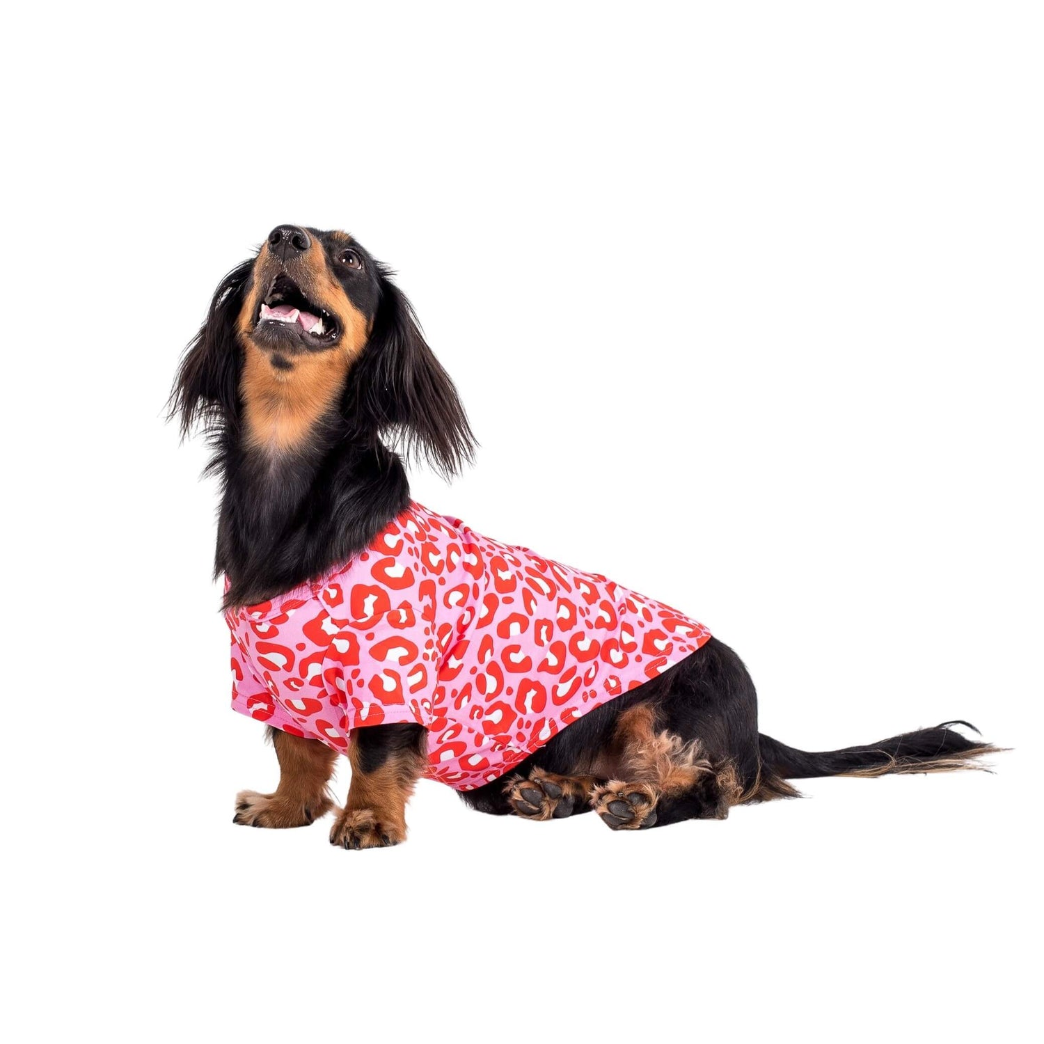 Ellie the dachshund wearing Vibrant Hounds Fierve in Pink dog shirt. The shirt is a red and pink leopard print.