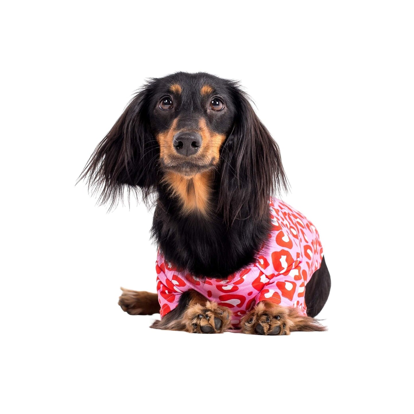 Ellie the Dachshund laying down wearing Vibrant Hounds Fierve in Pink dog shirt. The shirt is a red and pink leopard print.
