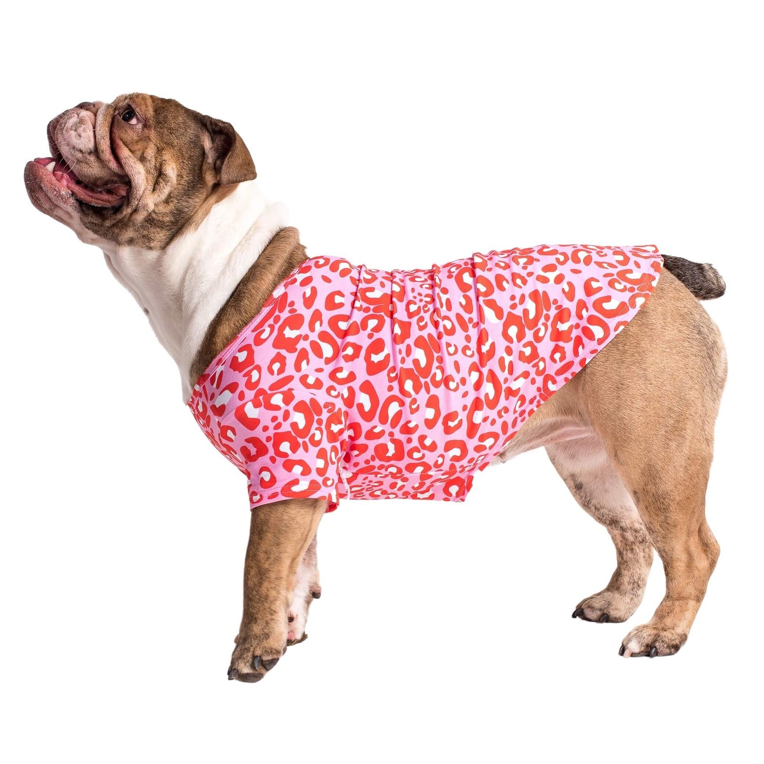 An English Bulldog standing side on wearing Vibrant Hounds Fierve in Pink dog shirt. The shirt is a red and pink leopard print.