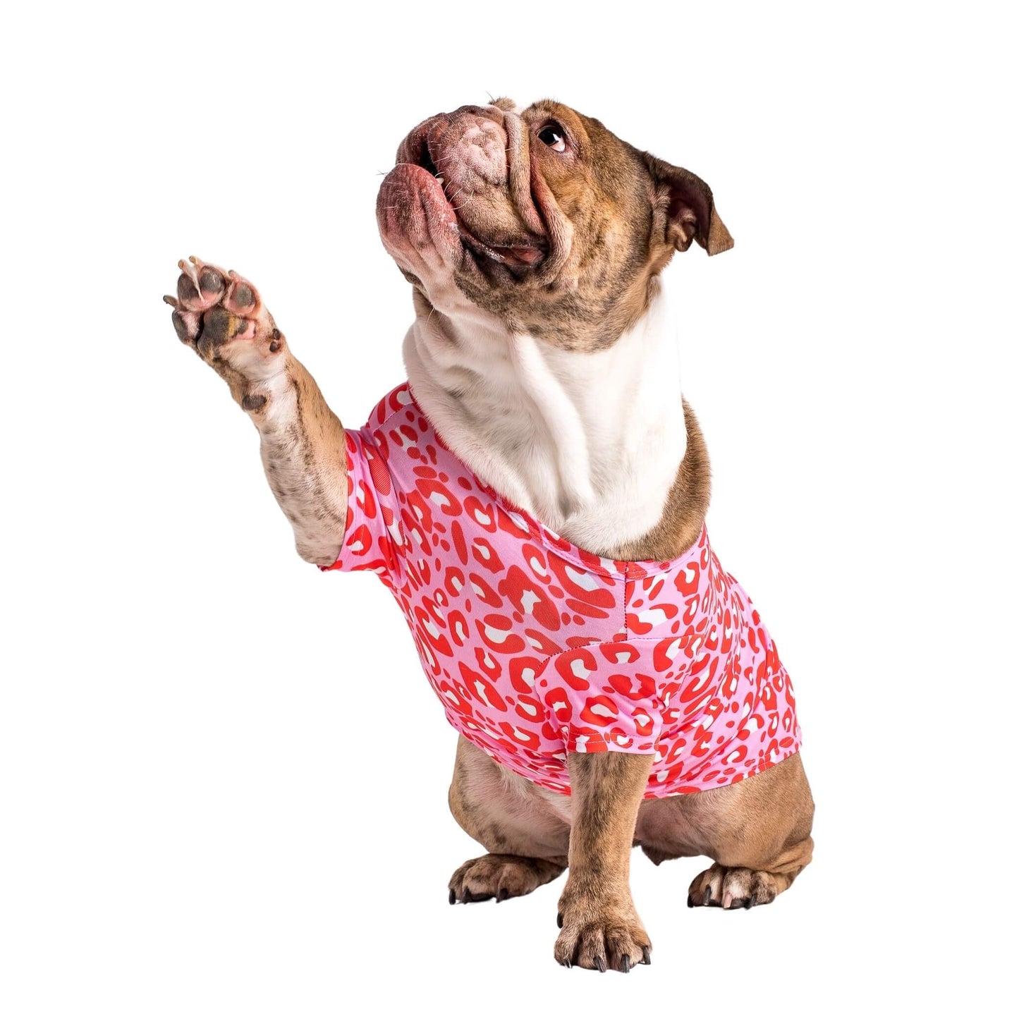 An english bulldog wearing Vibrant Hounds Fierve in Pink dog shirt. The shirt is a red and pink leopard print.