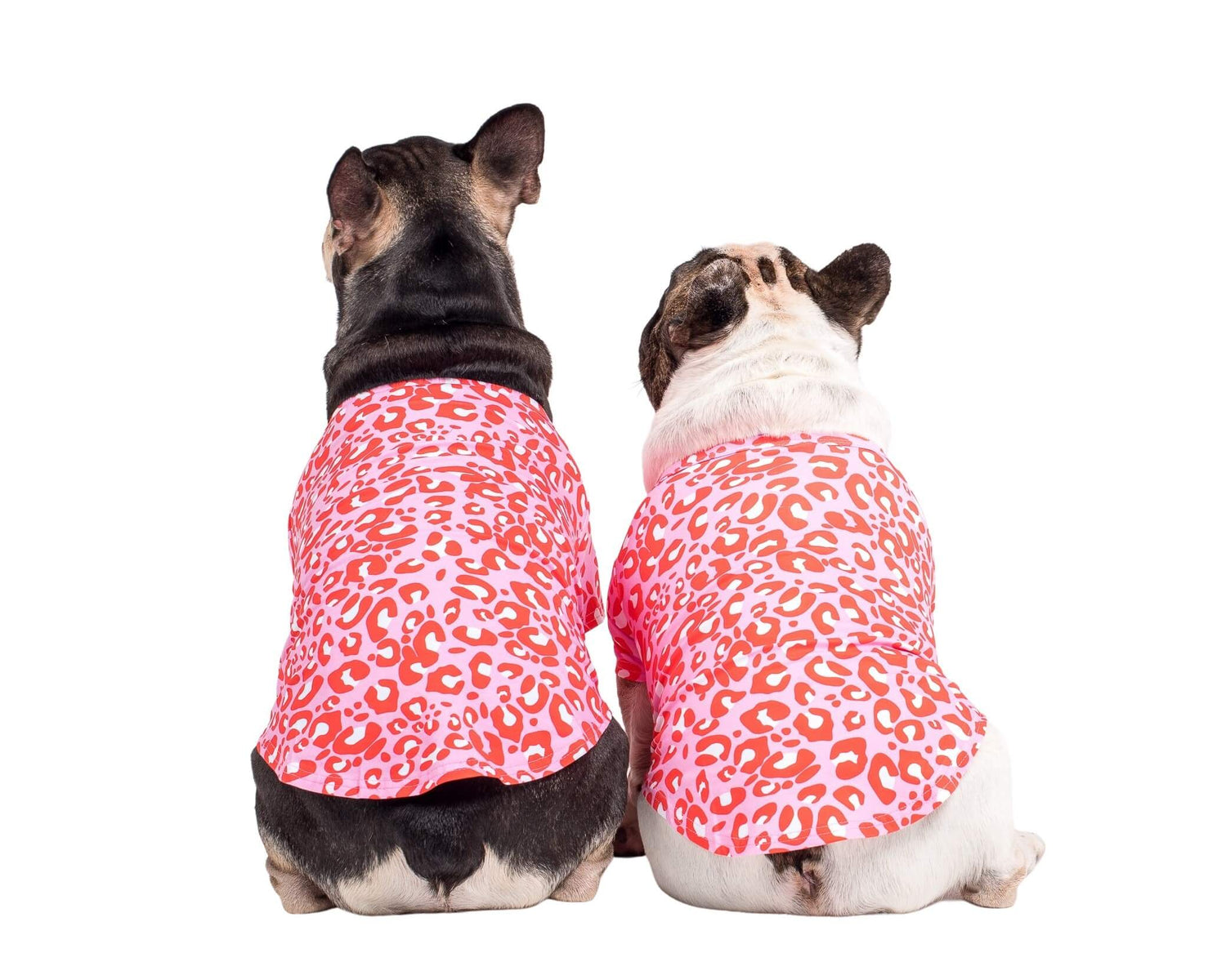Two French bulldogs facing away while wearing Vibrant Hounds Fierve in Pink dog shirt. The shirt is a red and pink leopard print.