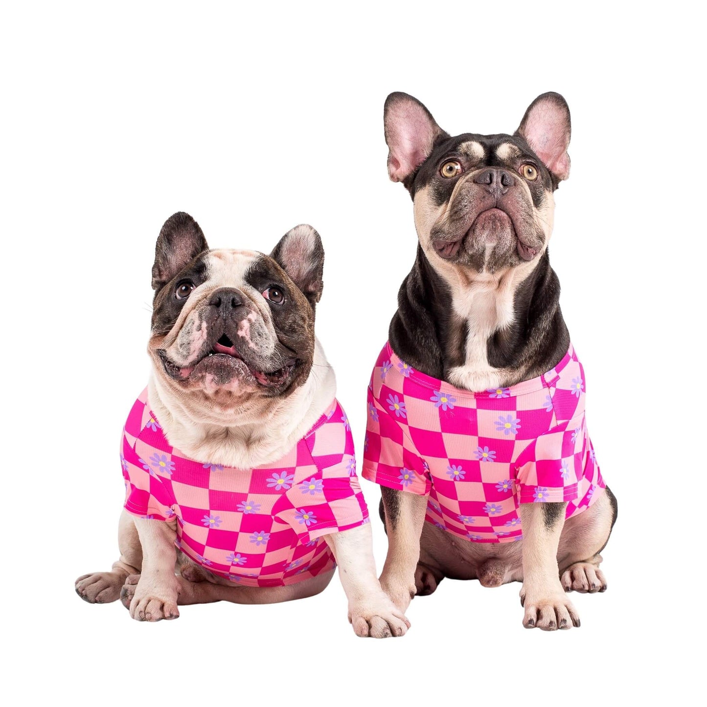 Two French Bulldogs wearing Vibrant Hounds Crazy Daisy cooling shirt for dogs. It is pink chequered with daisys printed on it.