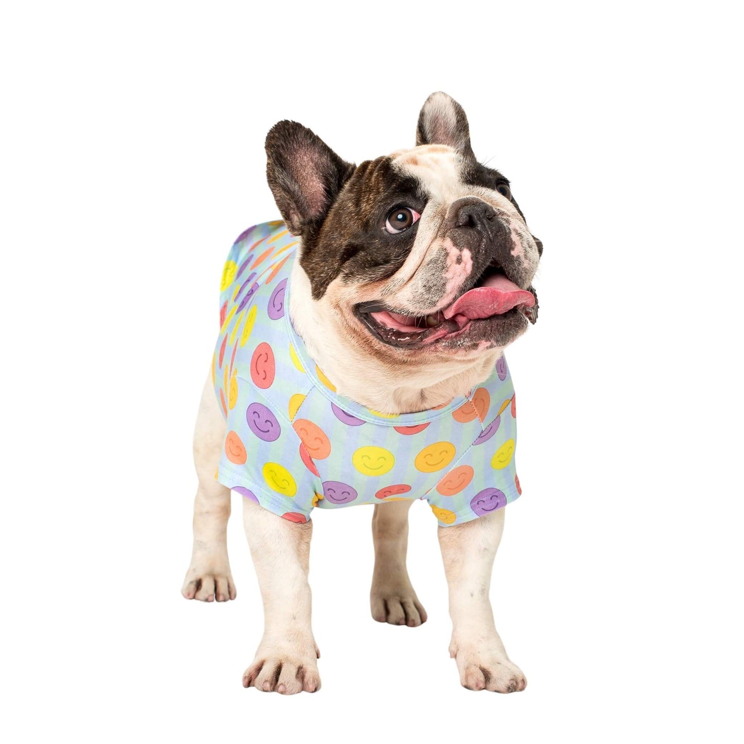 A brindle Pied french bulldog wearing a Vibrant Hound Good VIbes dog shirt.