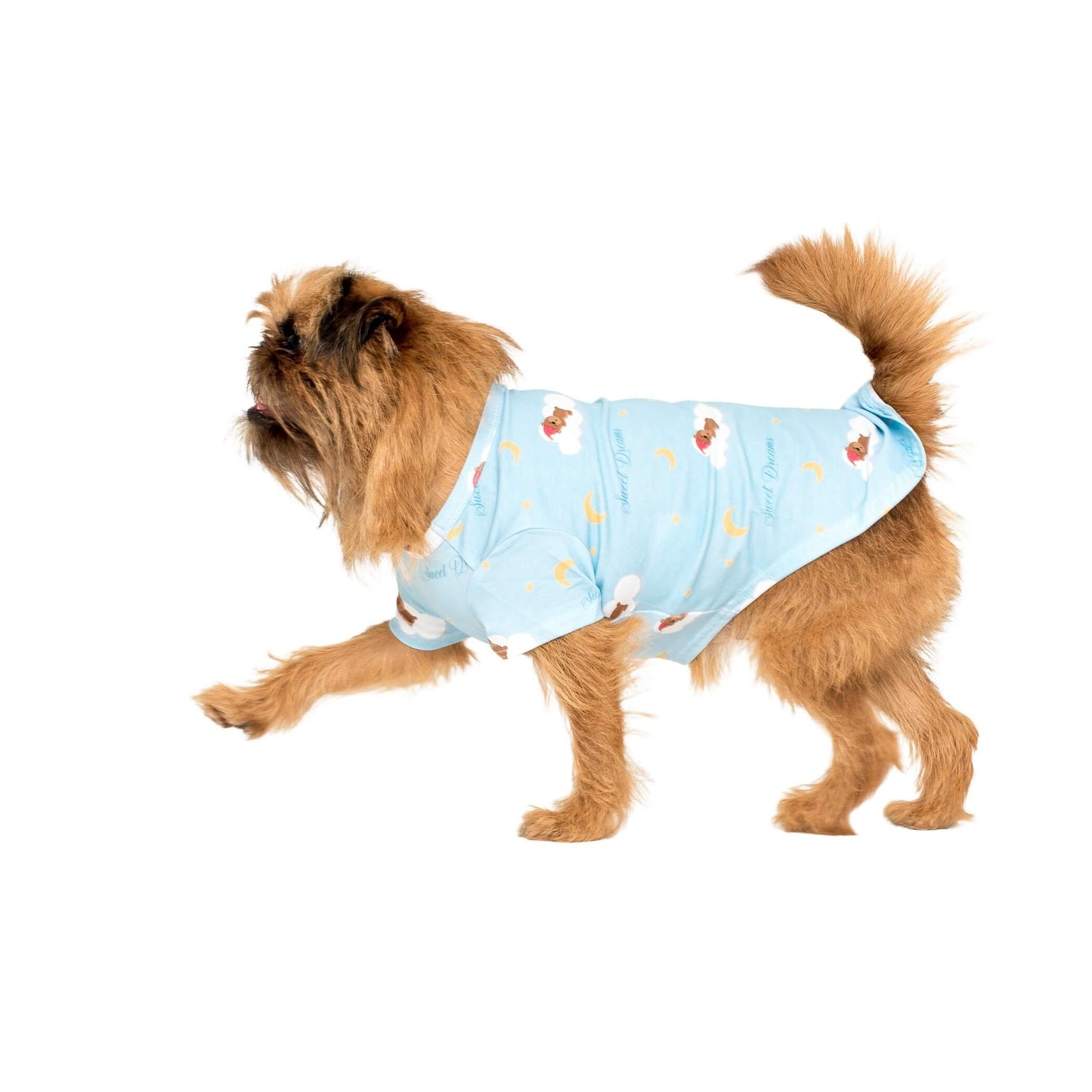 Little dreamer dog pyjamas being worn by a Griffon.