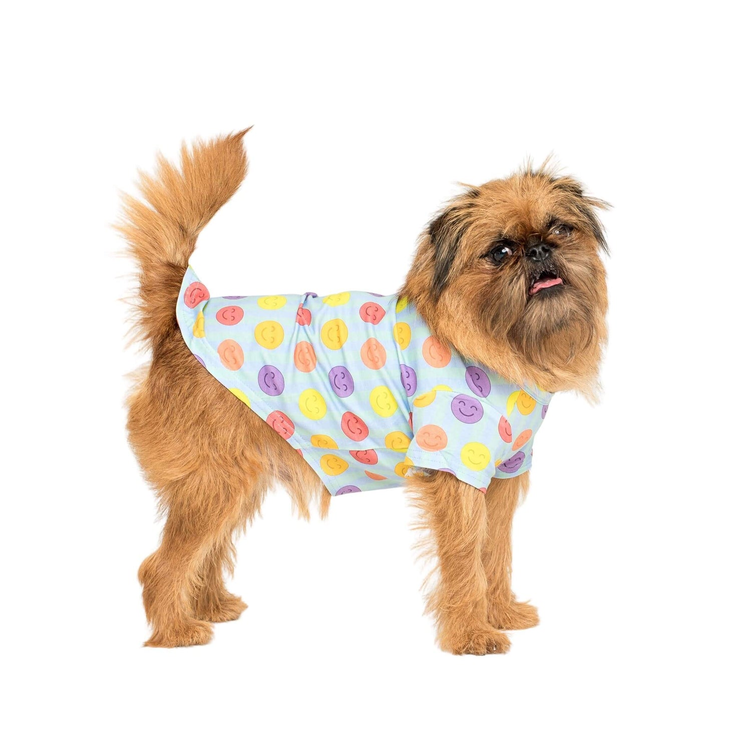 A griffon wearing a Vibrant Hound dog shirt. This dog shirt has rainbow coloured smiley faces.