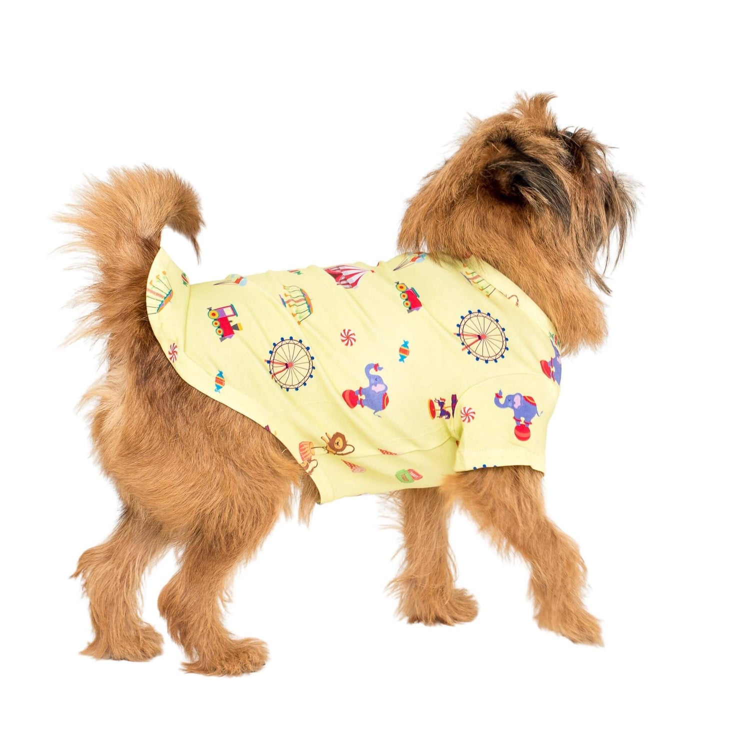 Gromit the Griffon standing rear on wearing a Vibrant Hound Admit one dog shirt. It has carnival theme printed on the dog clothing.