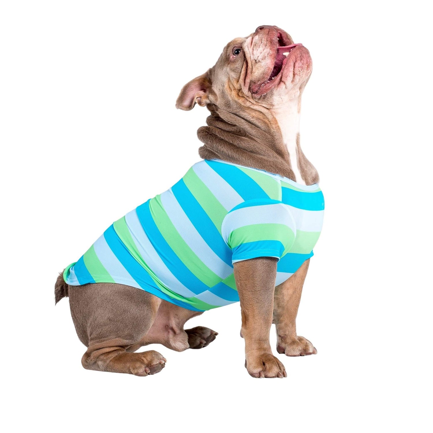 An English Bulldog standing side on. The dog is wearing Vibrangt Hounds Seriously Stripey cooling tee.