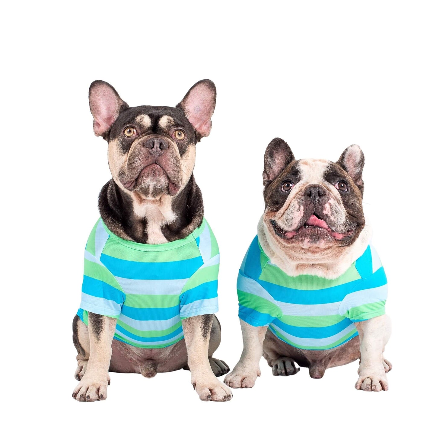 Two French Bulldogs staring front on. They are wearing a cooling tee for dogs. The tee is blue with green stripes.
