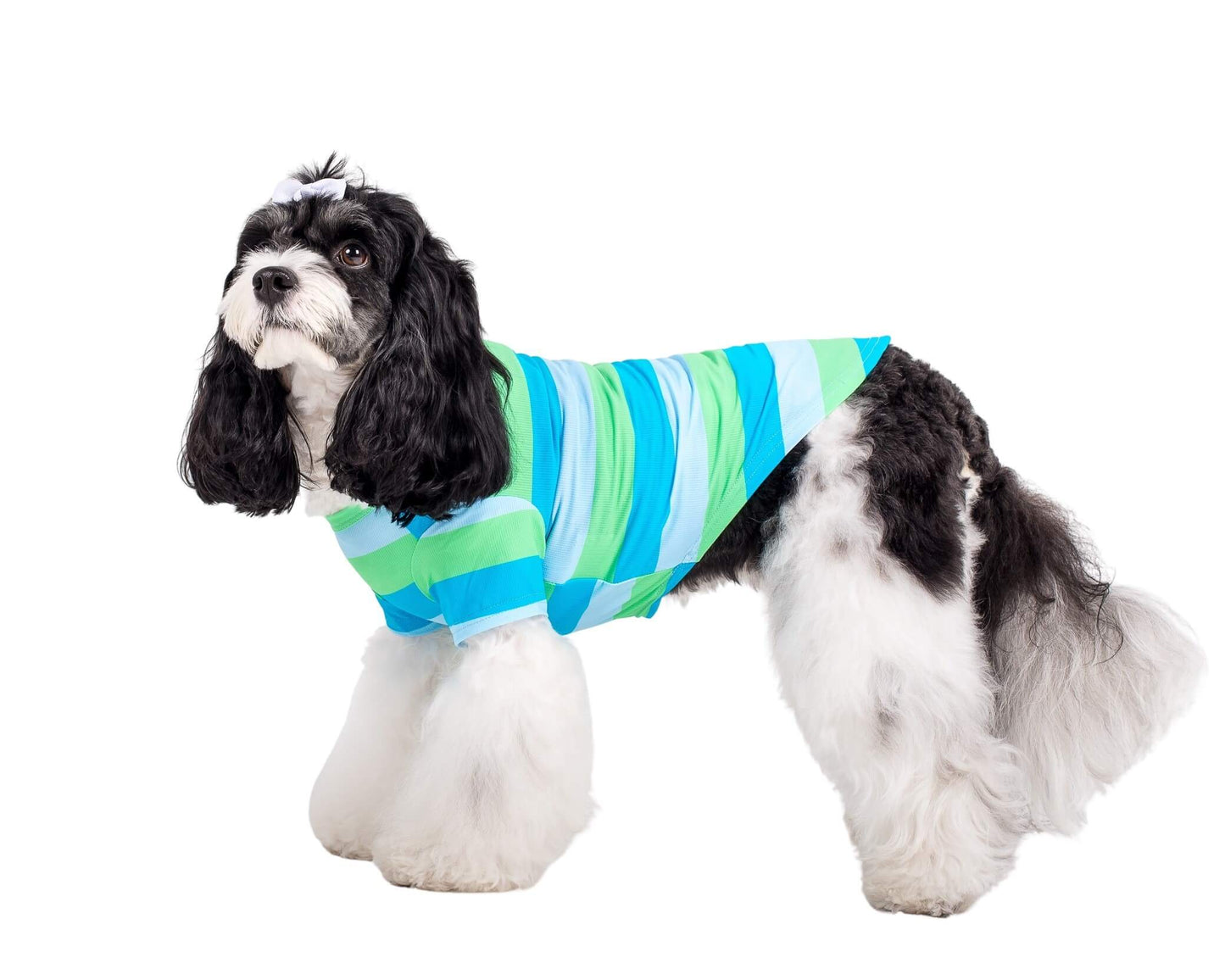 A black and white cavoodle wearing Vibrant Hounds Seriously Stripey cooling tee. The tee is blue and green thick stripes.