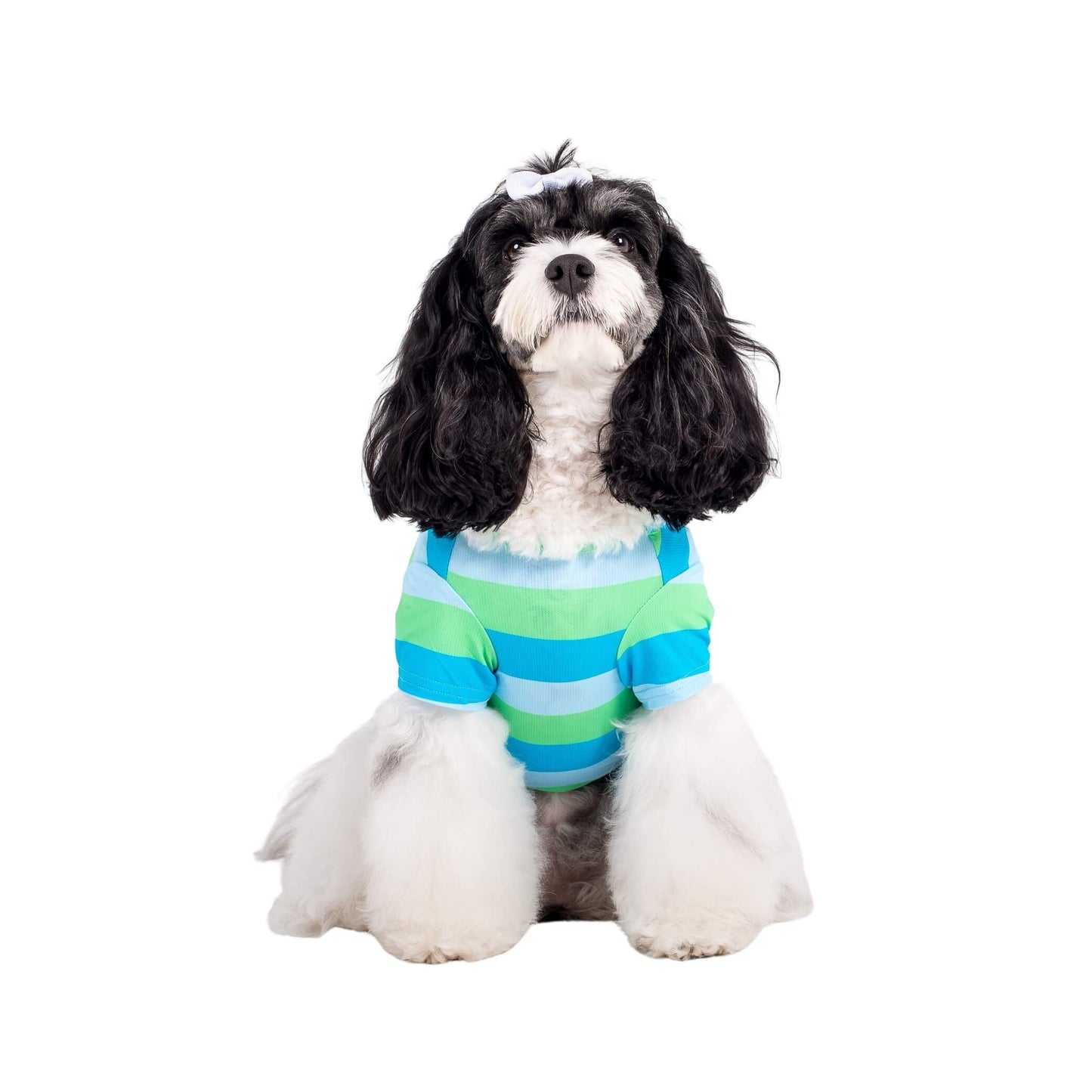 A black and white Cavoodle wearing a blue and green dog cooling shirt.