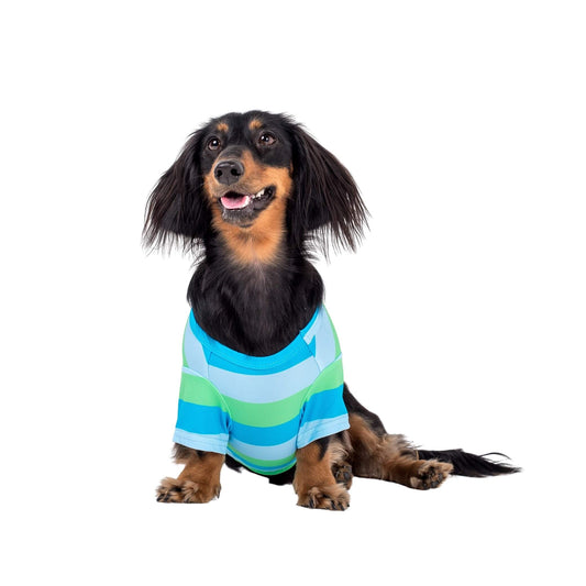 Dachshund wearing Vibrant Hounds Seriopusly stripey cooling shirt for dogs. The shirt is Blue snd green stripes.