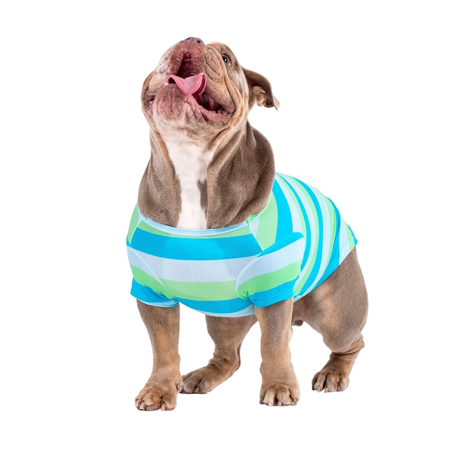 English Bulldog standing front on. The bulldog is wearing a green and blue stripped cooling tee for dogs.